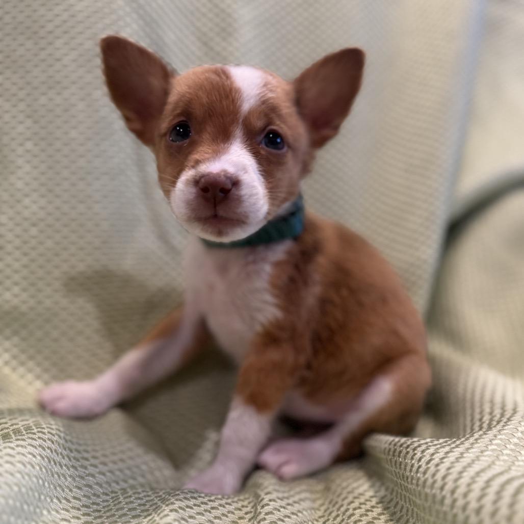 Enlarge Ixa, a Adoptable mixed breed in San Antonio, TX image 5/6