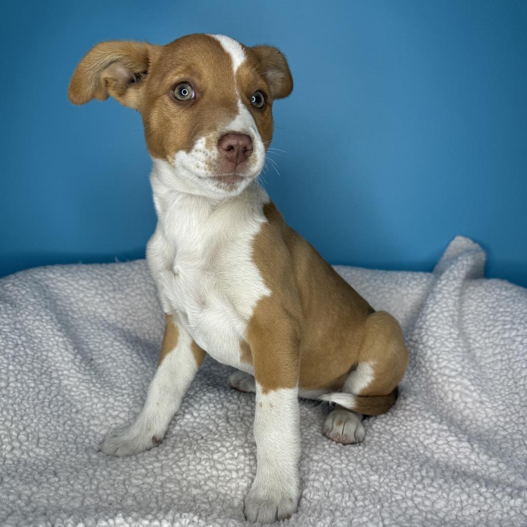 Enlarge Ixa, a Adoptable mixed breed in San Antonio, TX image 6/6