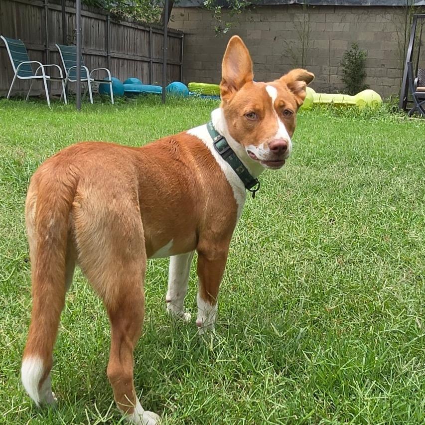 Enlarge Ixa, a Adoptable mixed breed in San Antonio, TX image 6/6