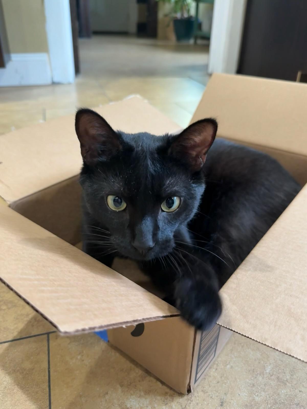Braxton, Young Male unknown
