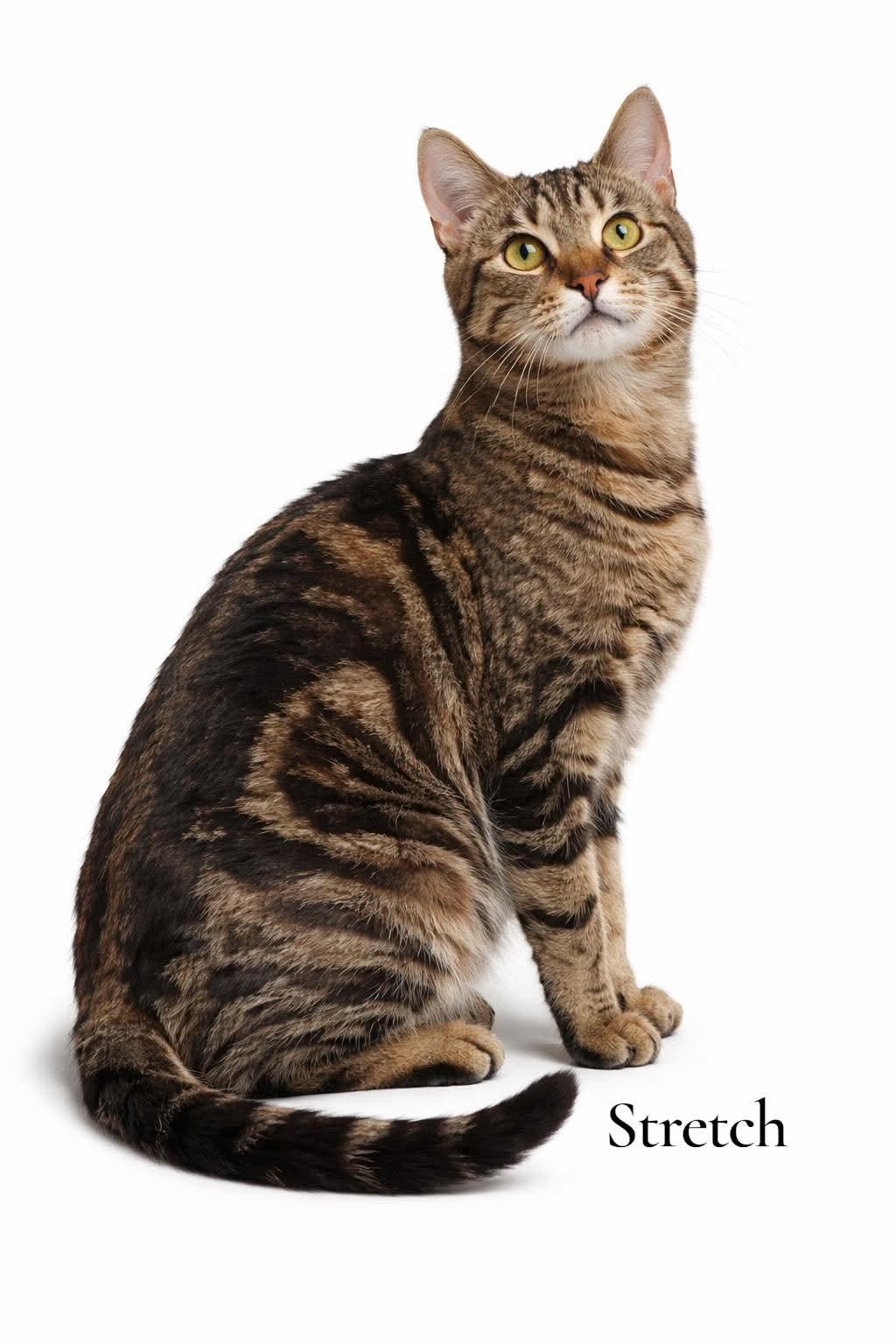 Stretch, ADOPTABLE, Young Male Domestic Short Hair.