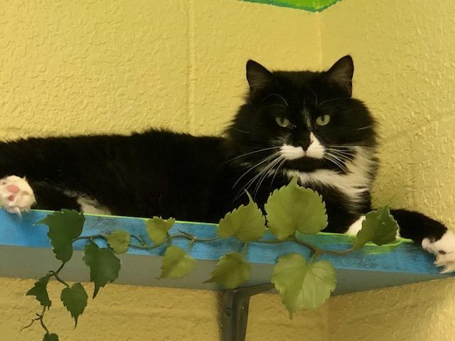 Enlarge Ahrend, a Adoptable Domestic Long Hair in Southwick, MA image 1/1