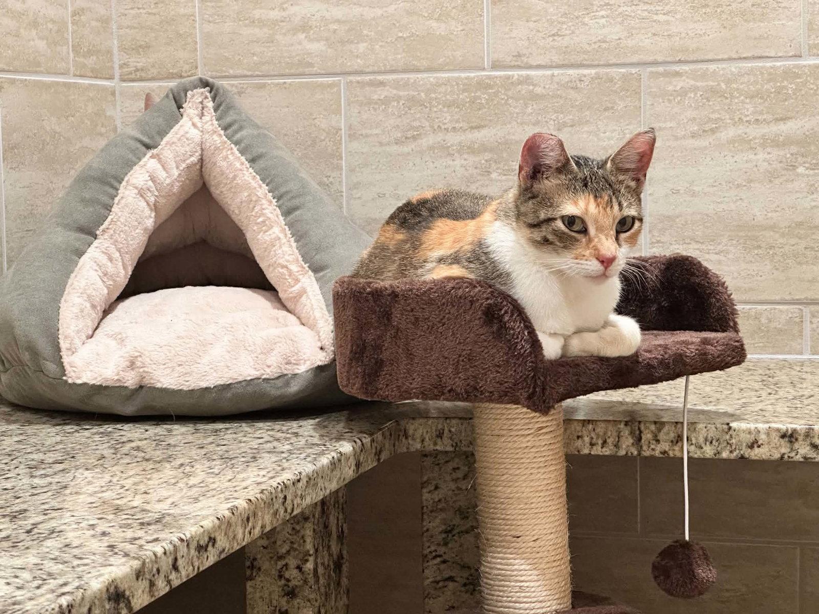 Enlarge Marmee, a Adoptable Domestic Short Hair in New Prague, MN image 2/2