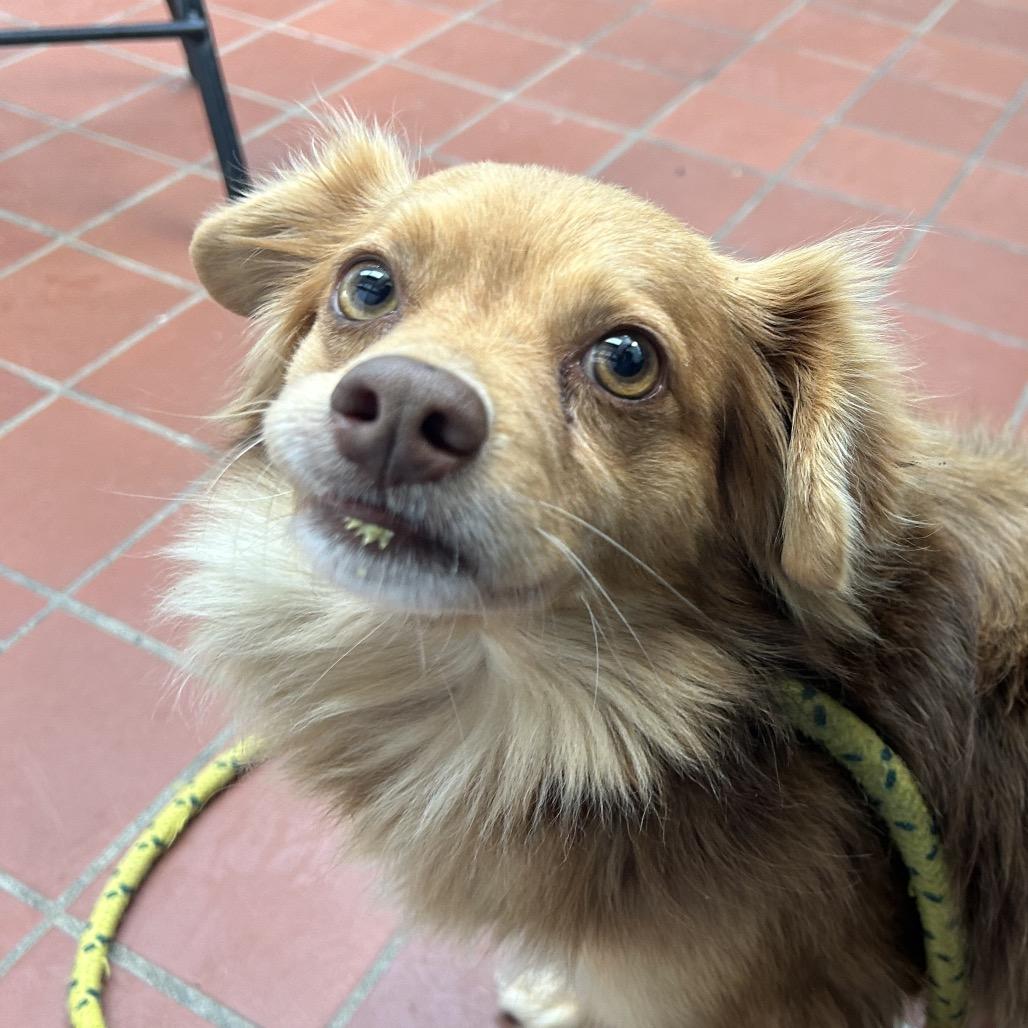 Enlarge Tito in NH! Come Meet our Adoptable Dogs Wed-Sat, More Info in Bio! , a Adoptable mixed breed in Manchester, NH image 1/1