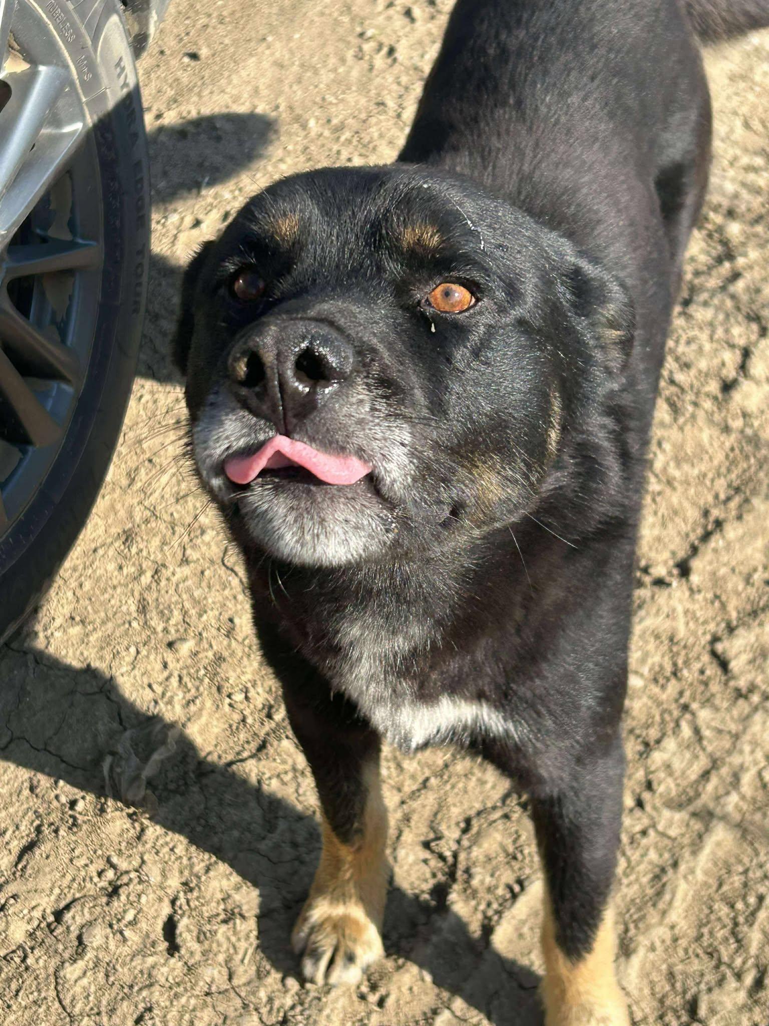 Hammy, a Adoptable mixed breed in Edmonton, AB image 1/3