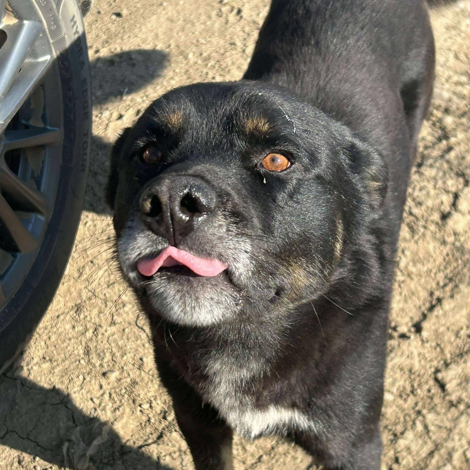 Hammy, a Adoptable mixed breed in Edmonton, AB image 2/4