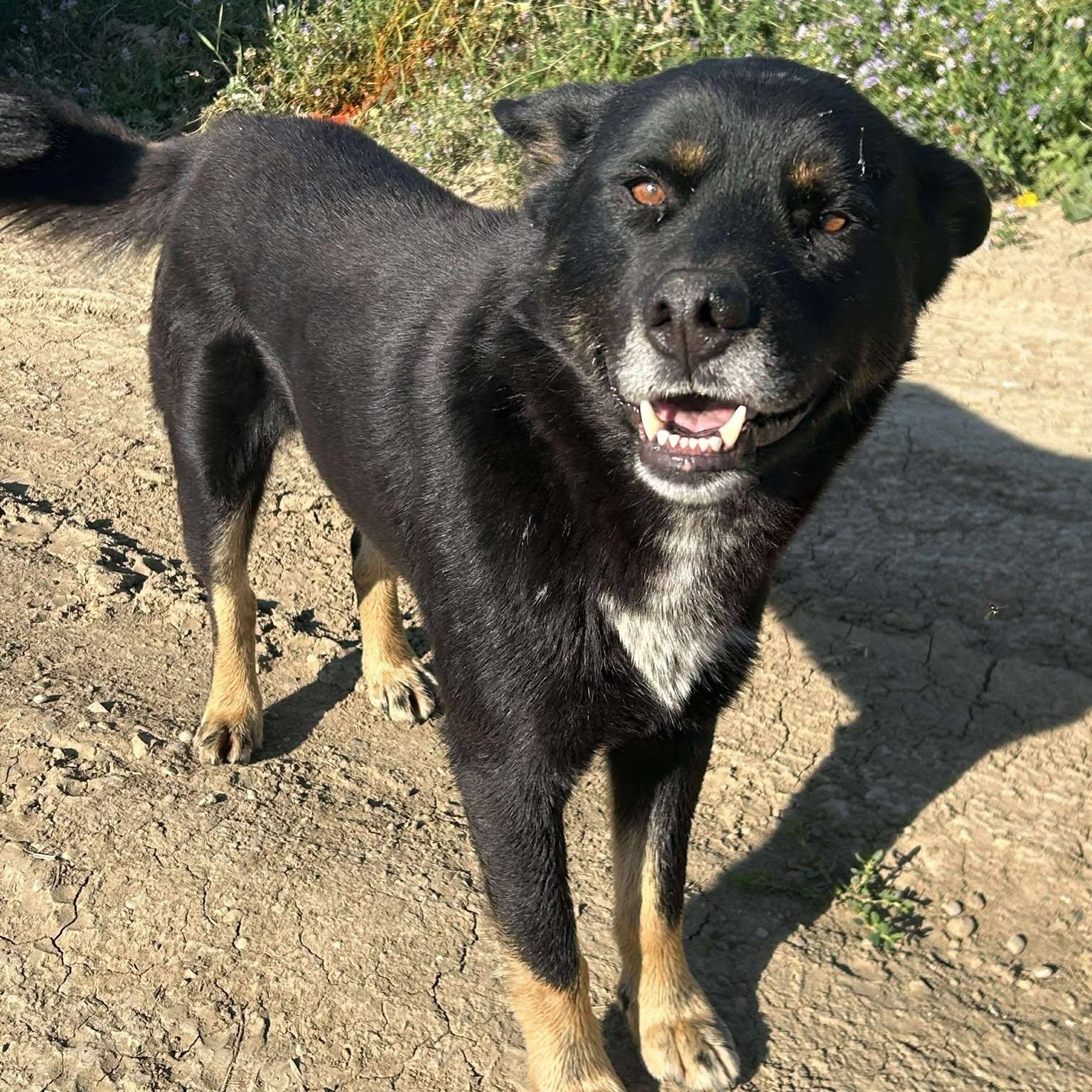Hammy, a Adoptable mixed breed in Edmonton, AB image 1/4
