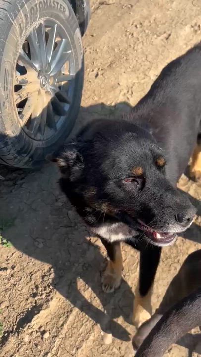 Enlarge Hammy, a Adoptable mixed breed in Edmonton, AB video 3/3