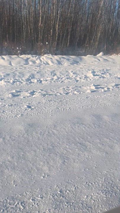 Enlarge Hammy, a Adoptable mixed breed in Edmonton, AB video 3/4