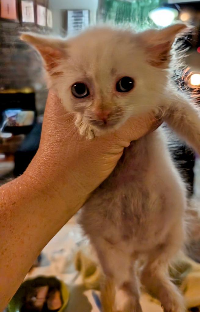 Enzo, Adopted, Young Male Domestic Short Hair.