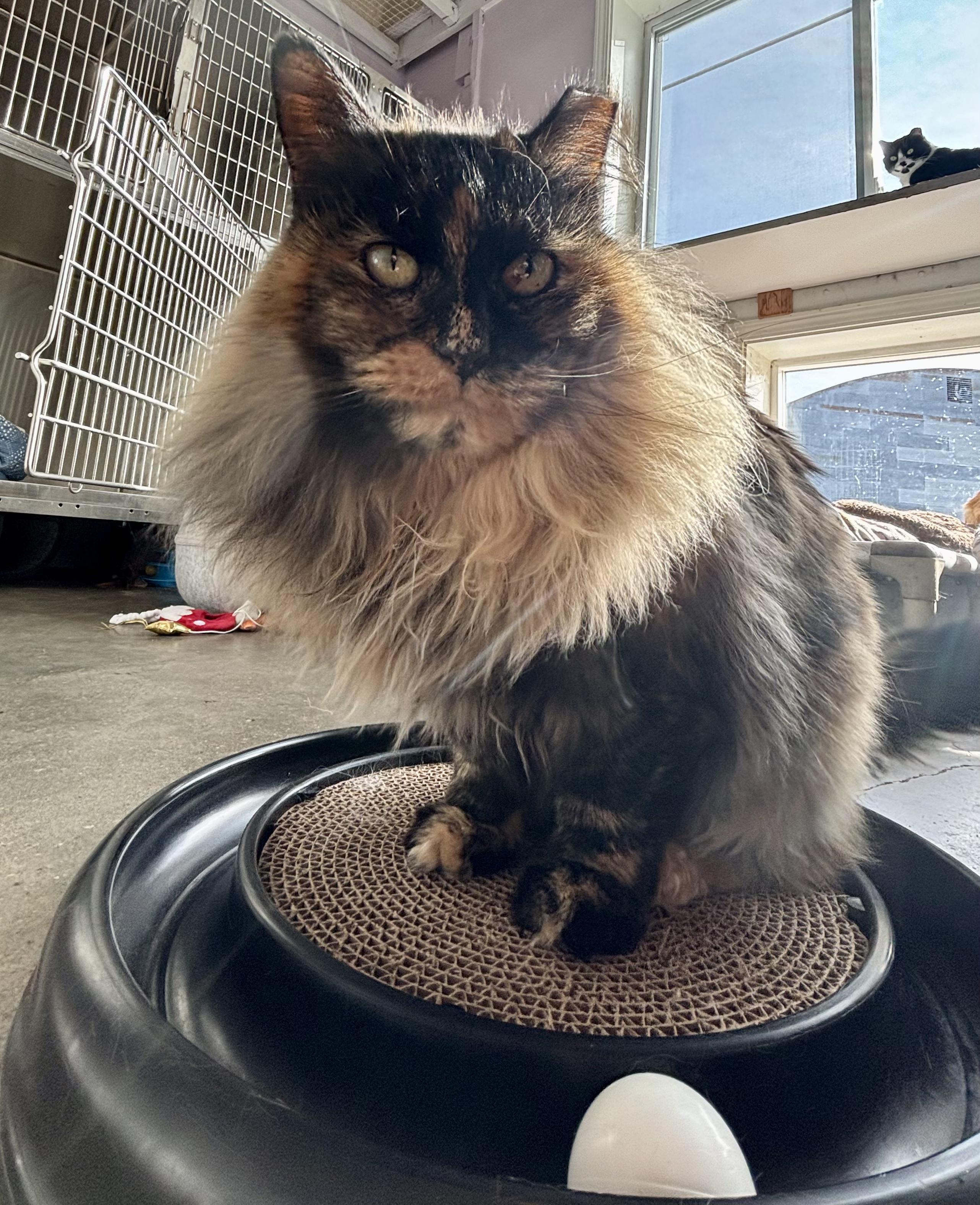 Enlarge Jolene, a ADOPTABLE Domestic Long Hair in Shenandoah, IA image 3/3