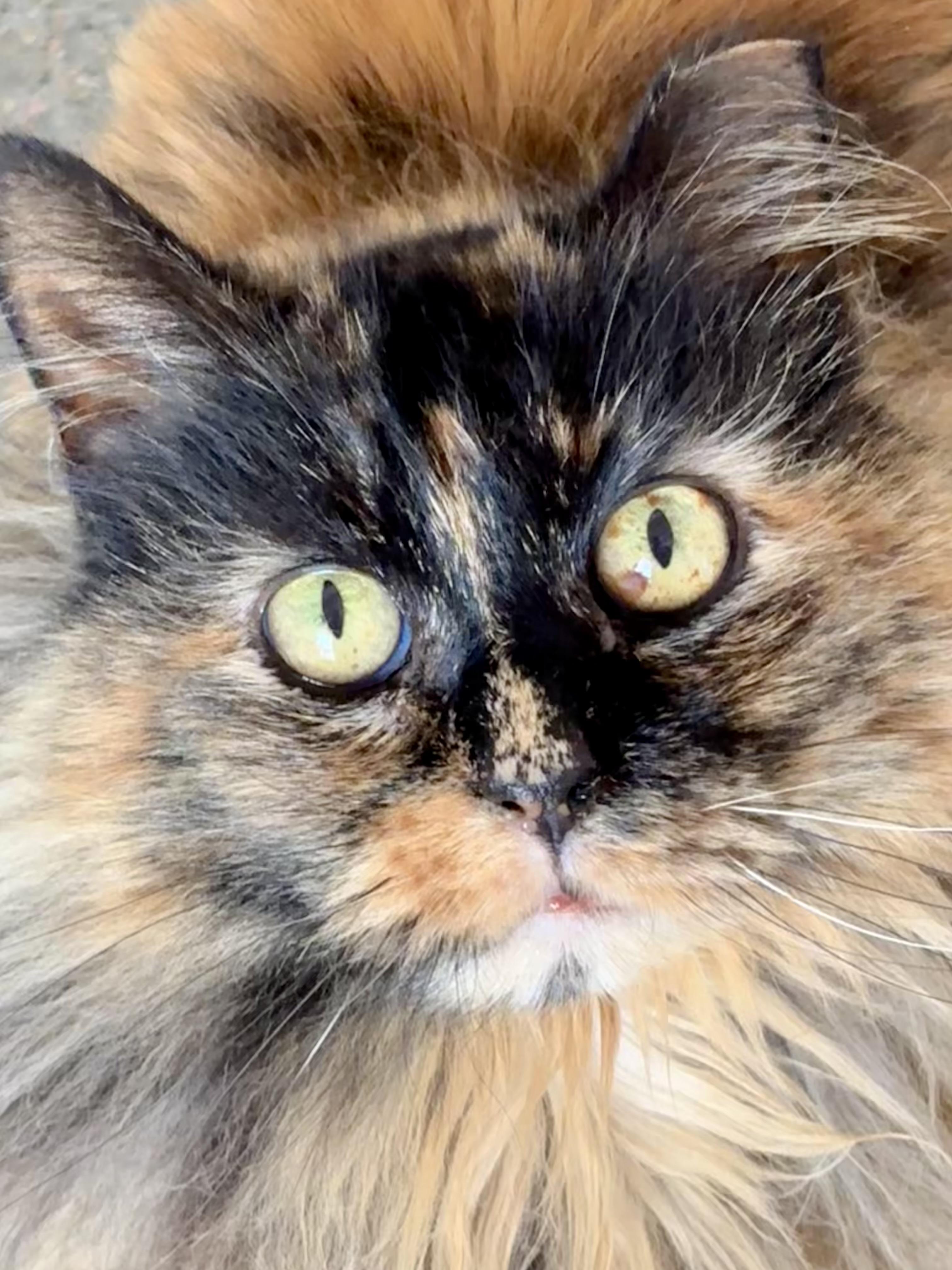 Jolene, ADOPTABLE, Young Female Domestic Long Hair.
