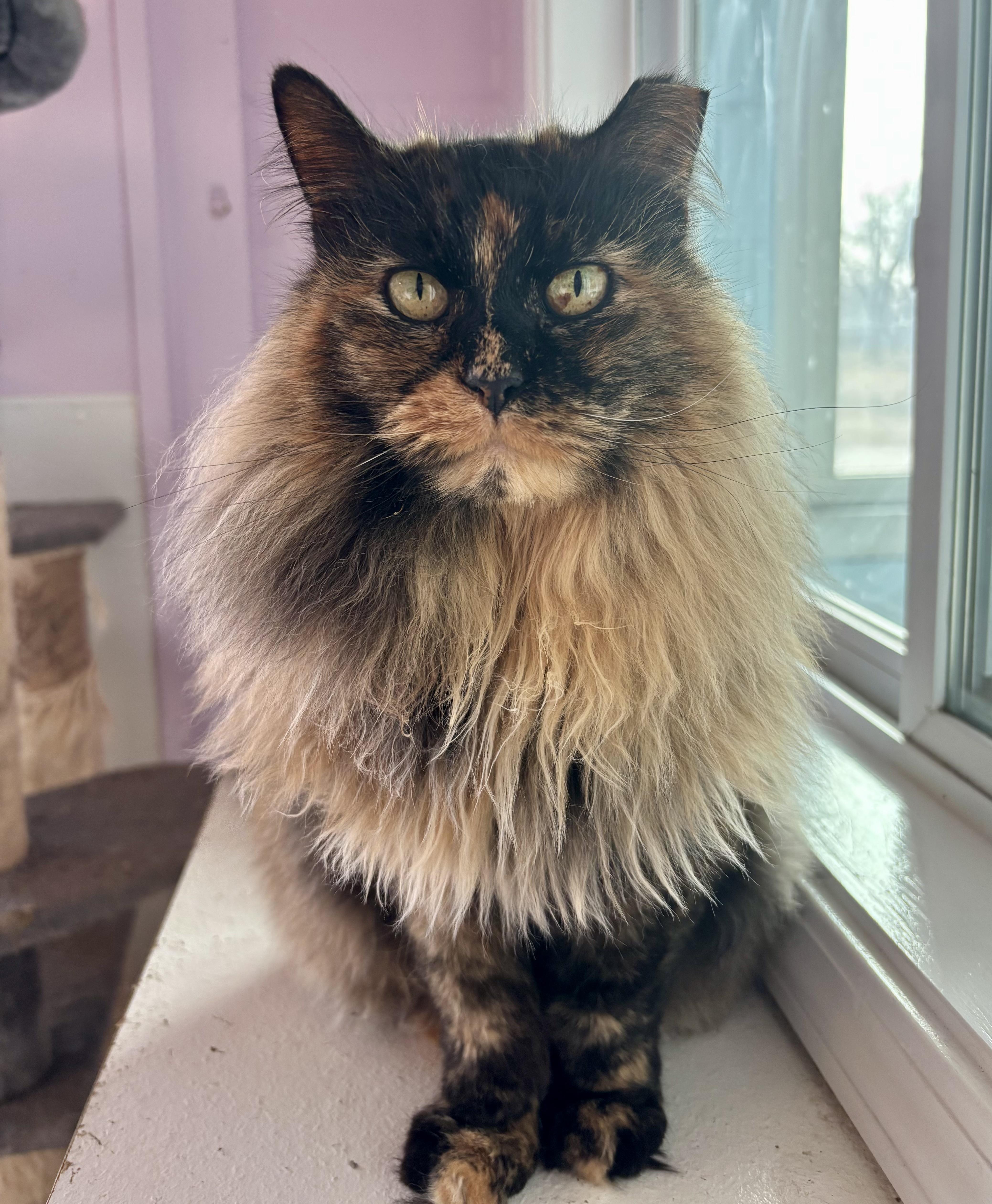 Enlarge Jolene, a ADOPTABLE Domestic Long Hair in Shenandoah, IA image 1/3