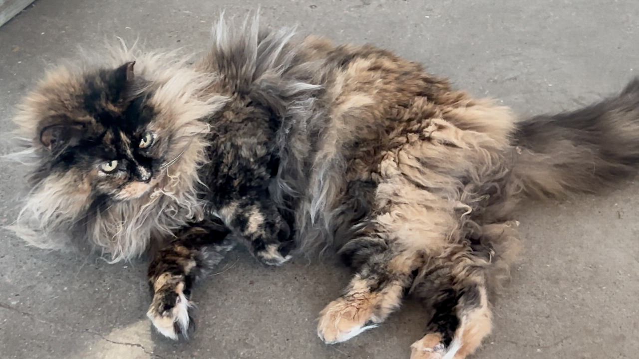 Enlarge Jolene, a ADOPTABLE Domestic Long Hair in Shenandoah, IA video 2/3