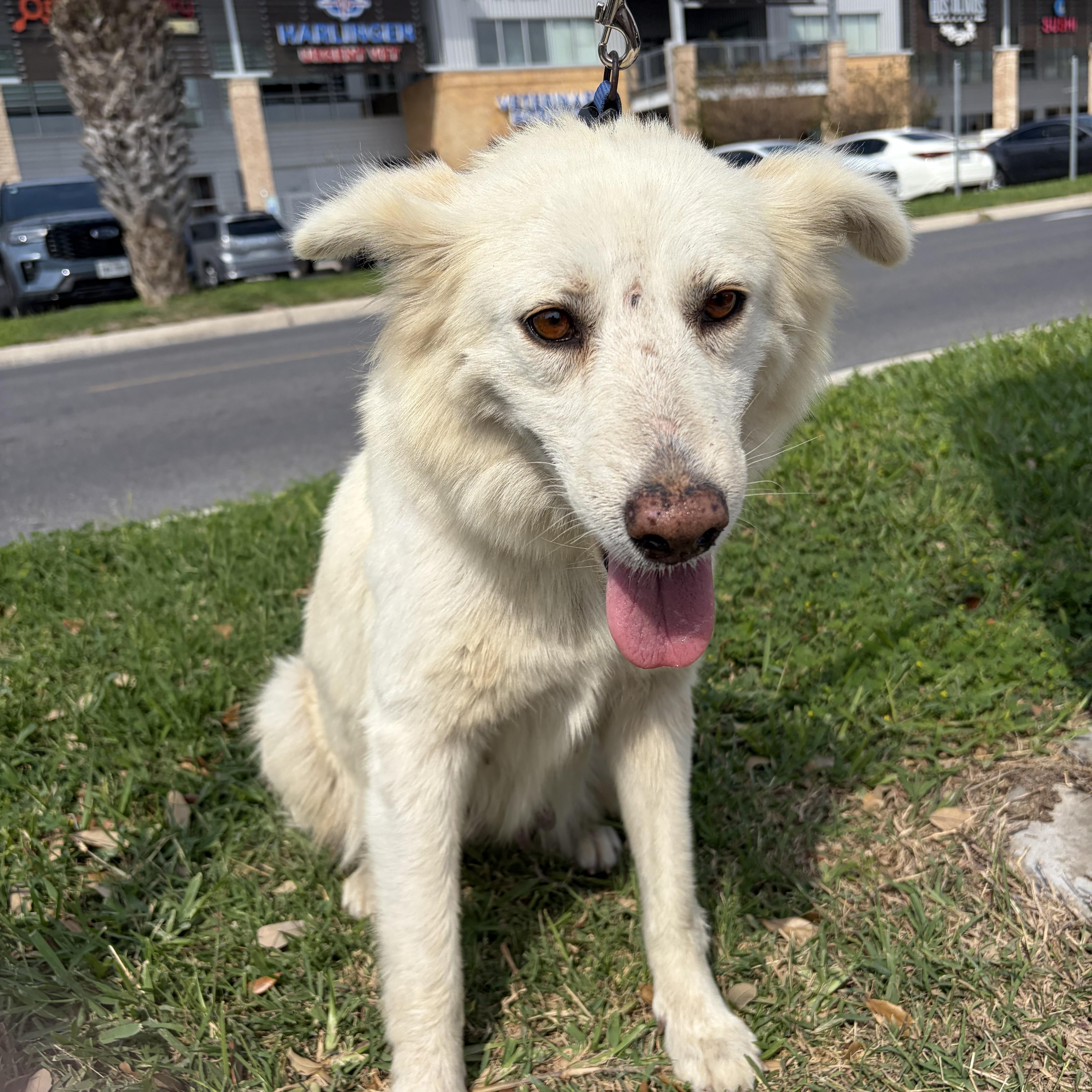 Enlarge Aspen, a Adoptable mixed breed in Philadelphia, PA image 4/4