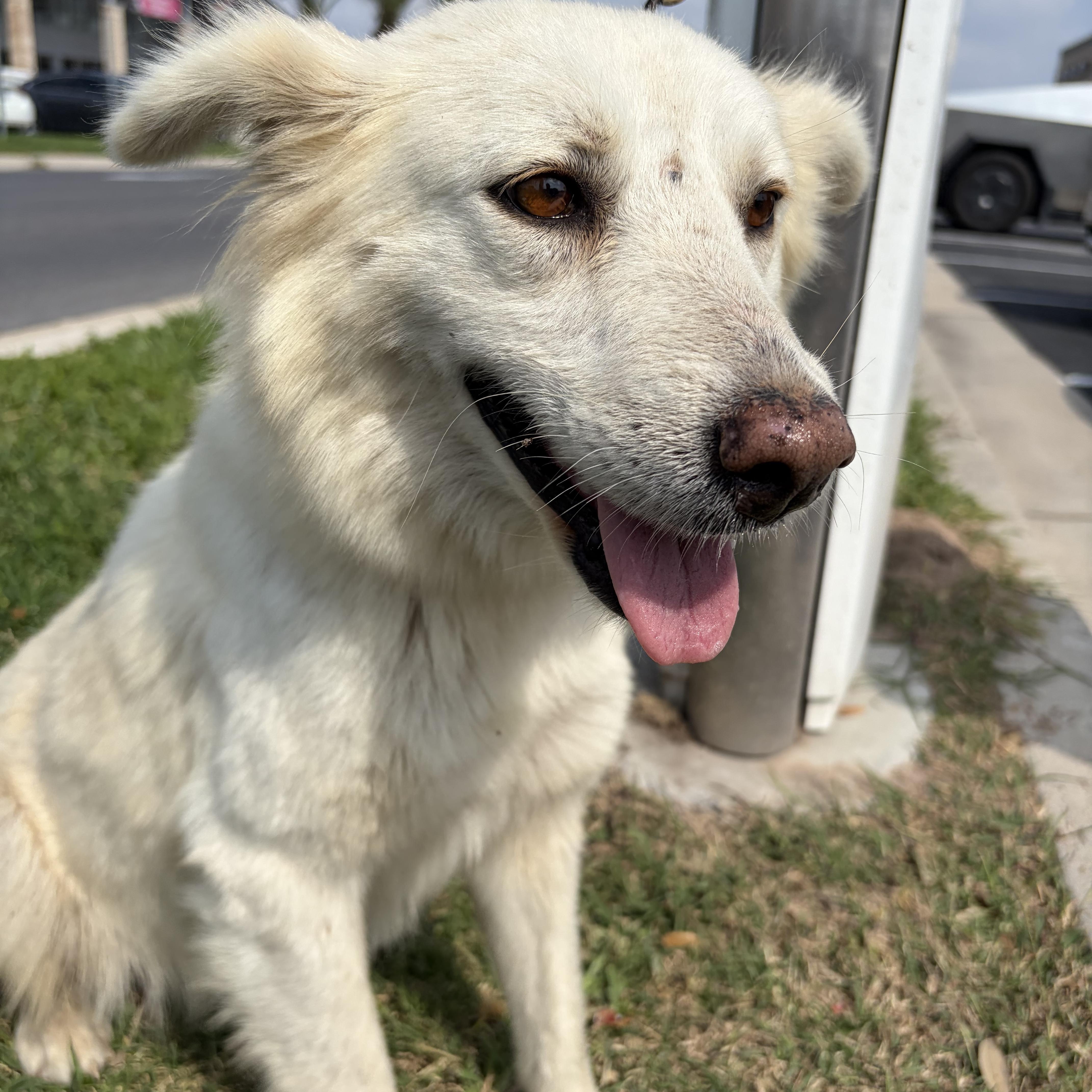 Enlarge Aspen, a Adoptable mixed breed in Philadelphia, PA image 2/4