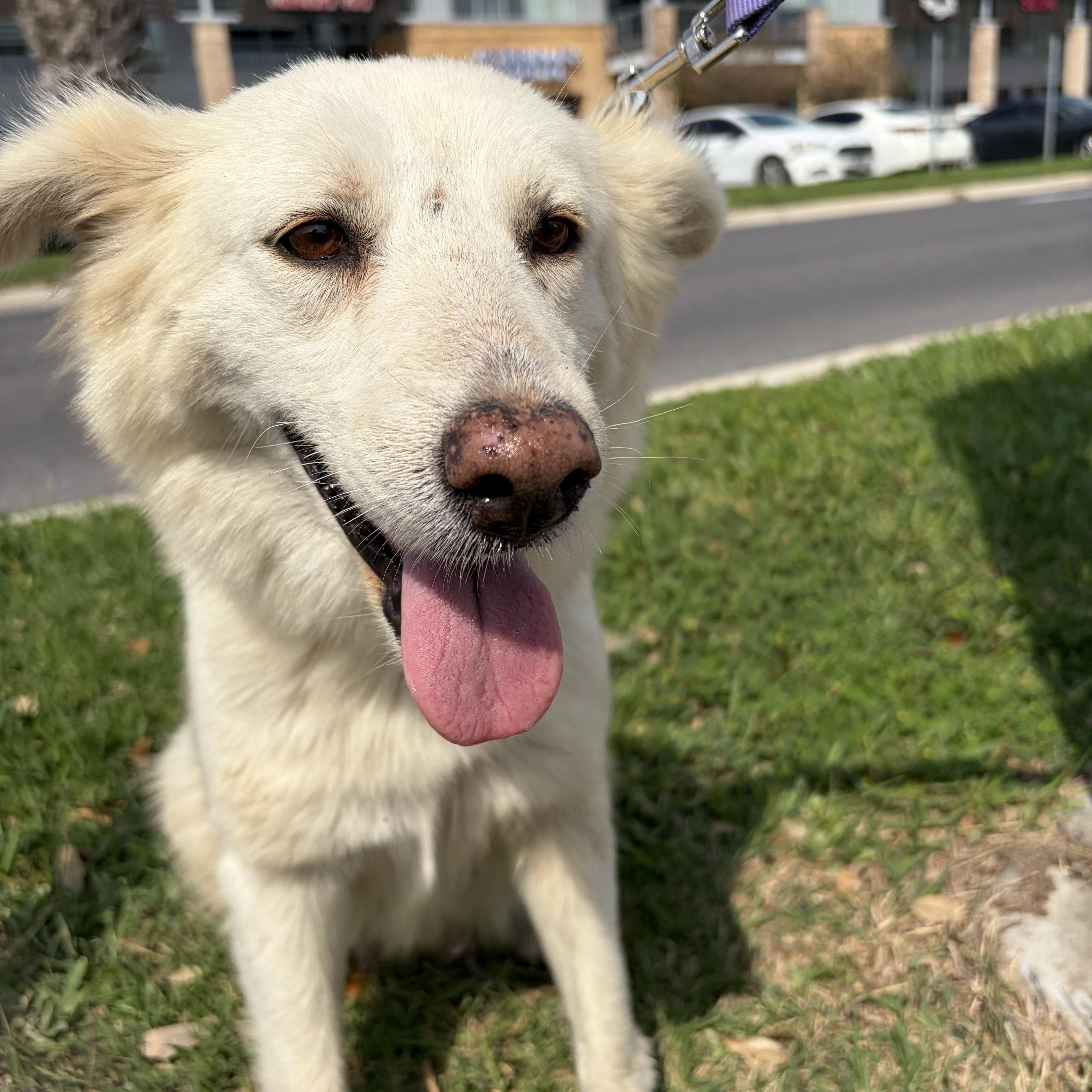 Enlarge Aspen, a Adoptable mixed breed in Philadelphia, PA image 1/4