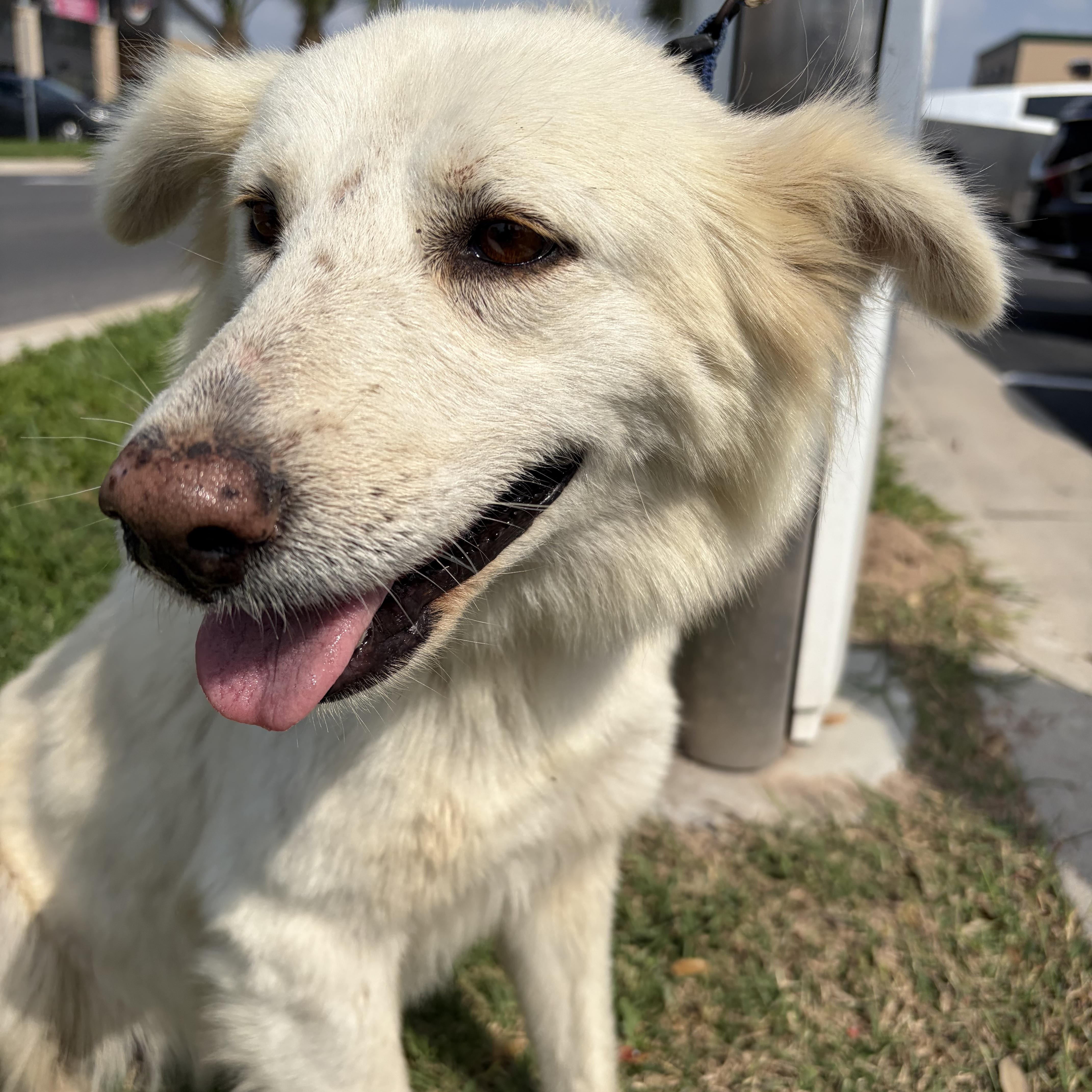 Enlarge Aspen, a Adoptable mixed breed in Philadelphia, PA image 3/4