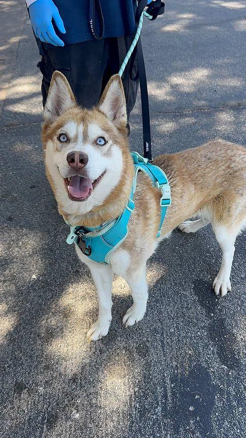 Canela the Red Beauty, ADOPTABLE, Young Female Husky & Siberian Husky.