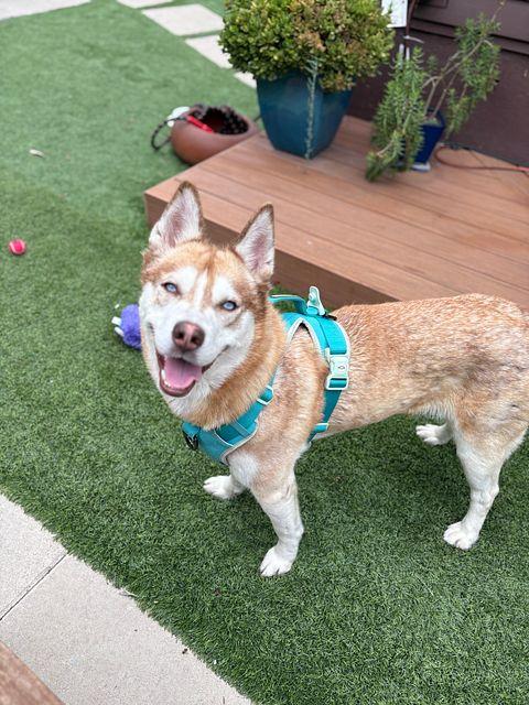 Canela the Red Husky Beauty , a ADOPTABLE mixed breed in Los Angeles, CA image 3/4