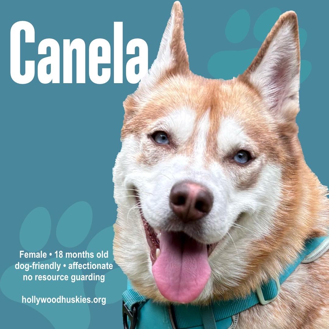 Enlarge Canela the Red Husky Beauty , a Adoptable mixed breed in Los Angeles, CA image 1/5