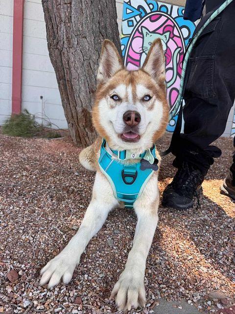 Enlarge Canela the Red Beauty, a ADOPTABLE mixed breed in Los Angeles, CA image 2/2