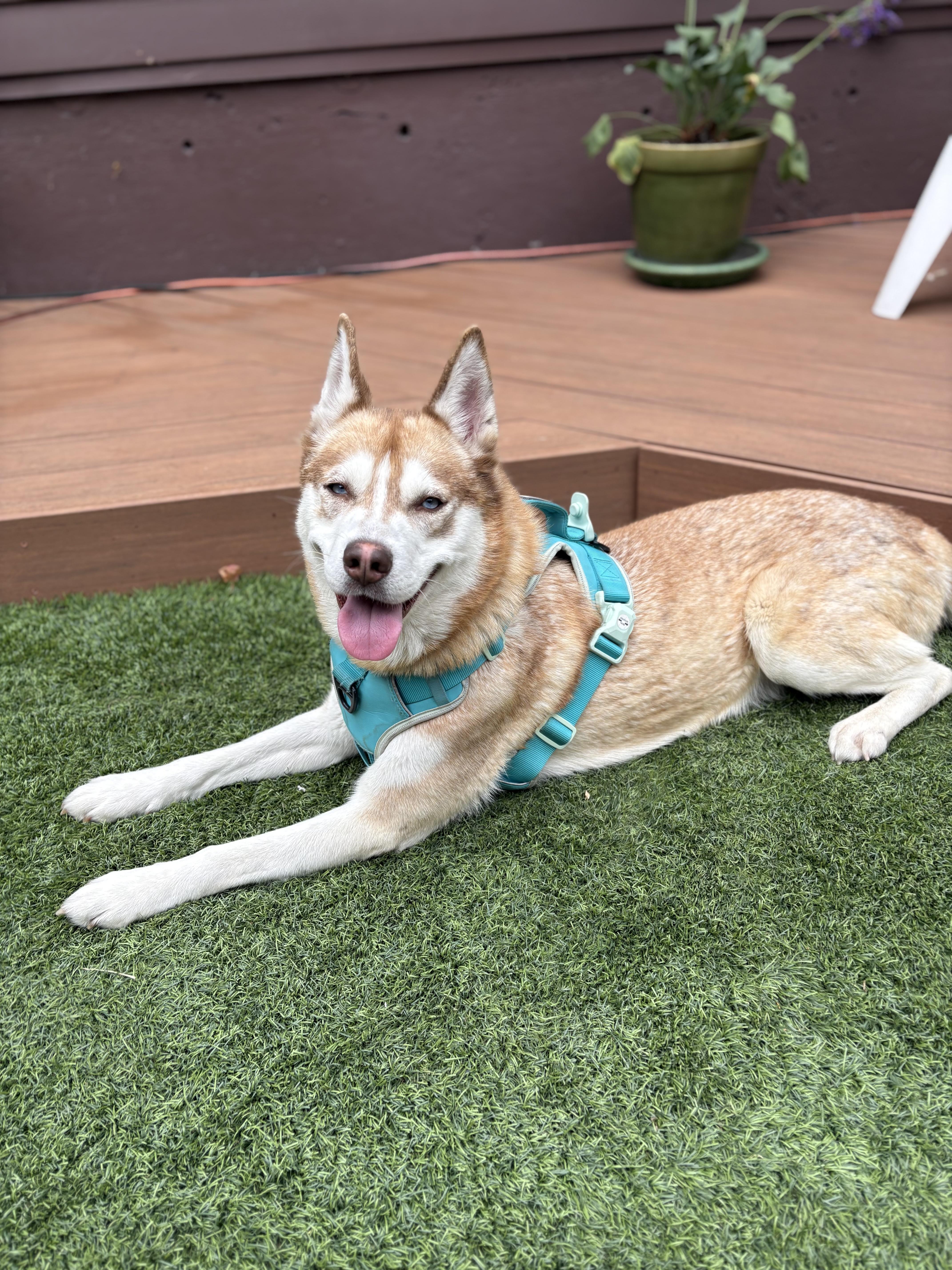 Canela the Red Husky Beauty , a ADOPTABLE mixed breed in Los Angeles, CA image 4/4