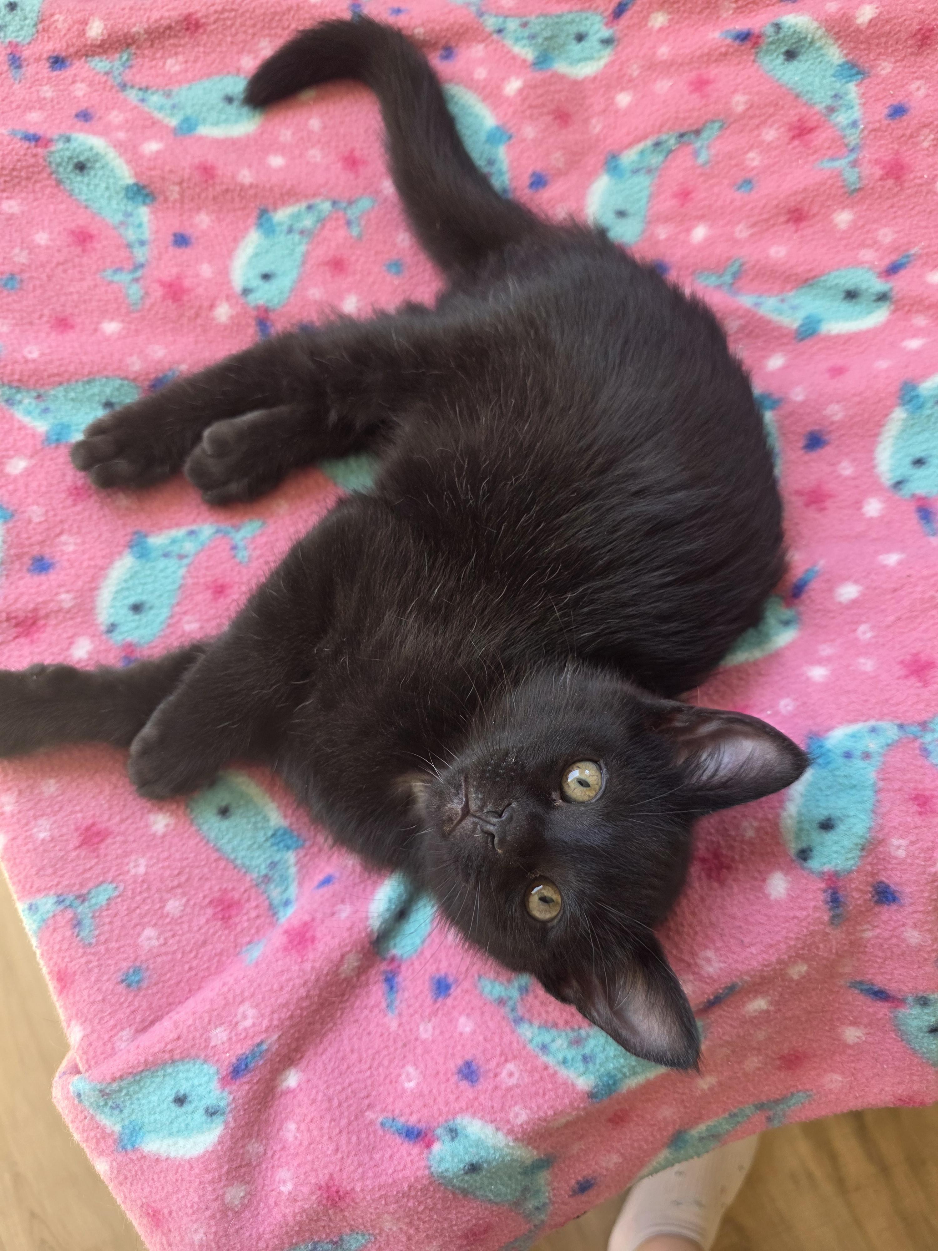 Dustin, ADOPTABLE, Kitten Male Domestic Short Hair.