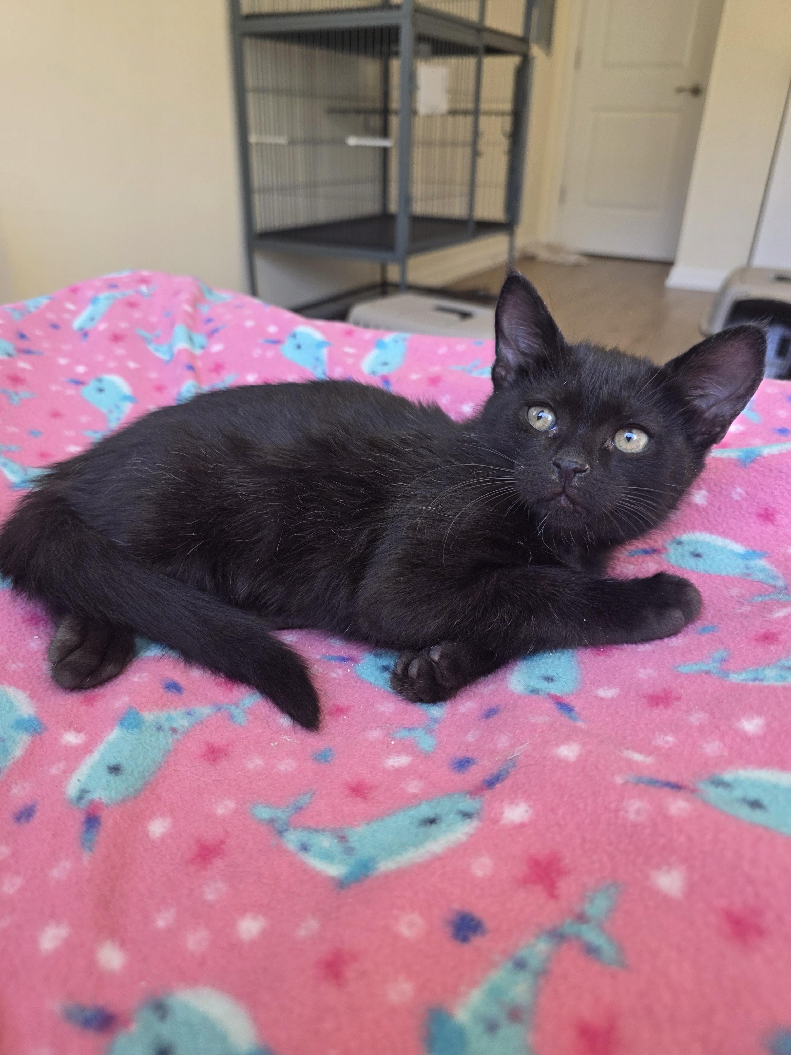 Dustin, a ADOPTABLE Domestic Short Hair in Rochester, WA image 2/5