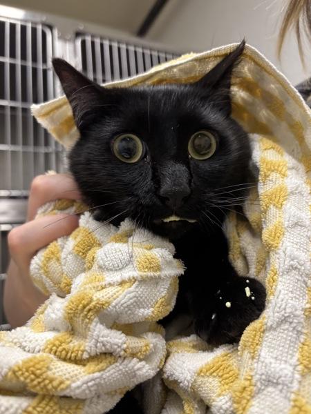 Working Cat - Title Fight, Adoptable, Adult Male Domestic Short Hair.