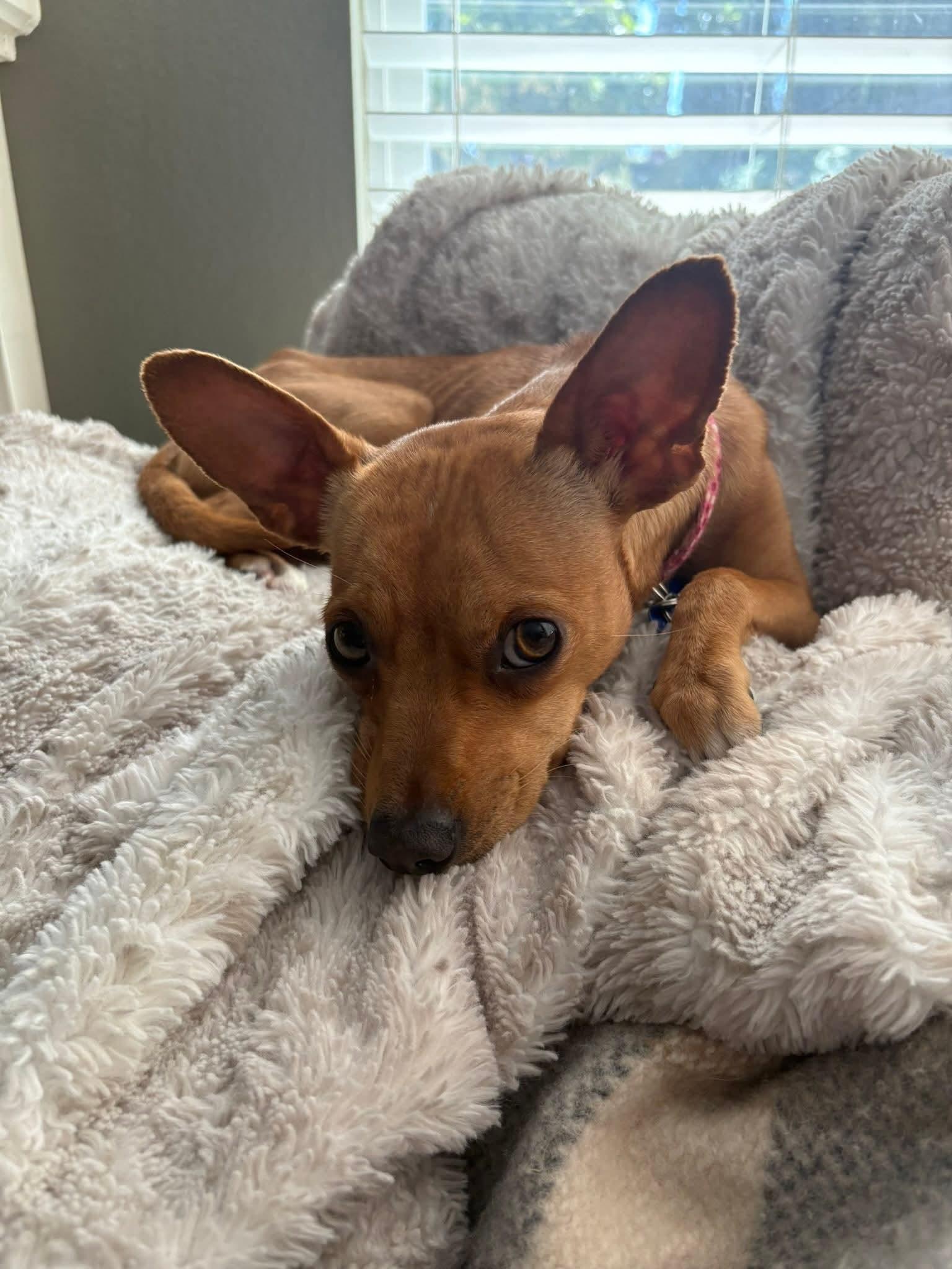 26Twill, adopted, Adult Female Chihuahua & Miniature Pinscher.