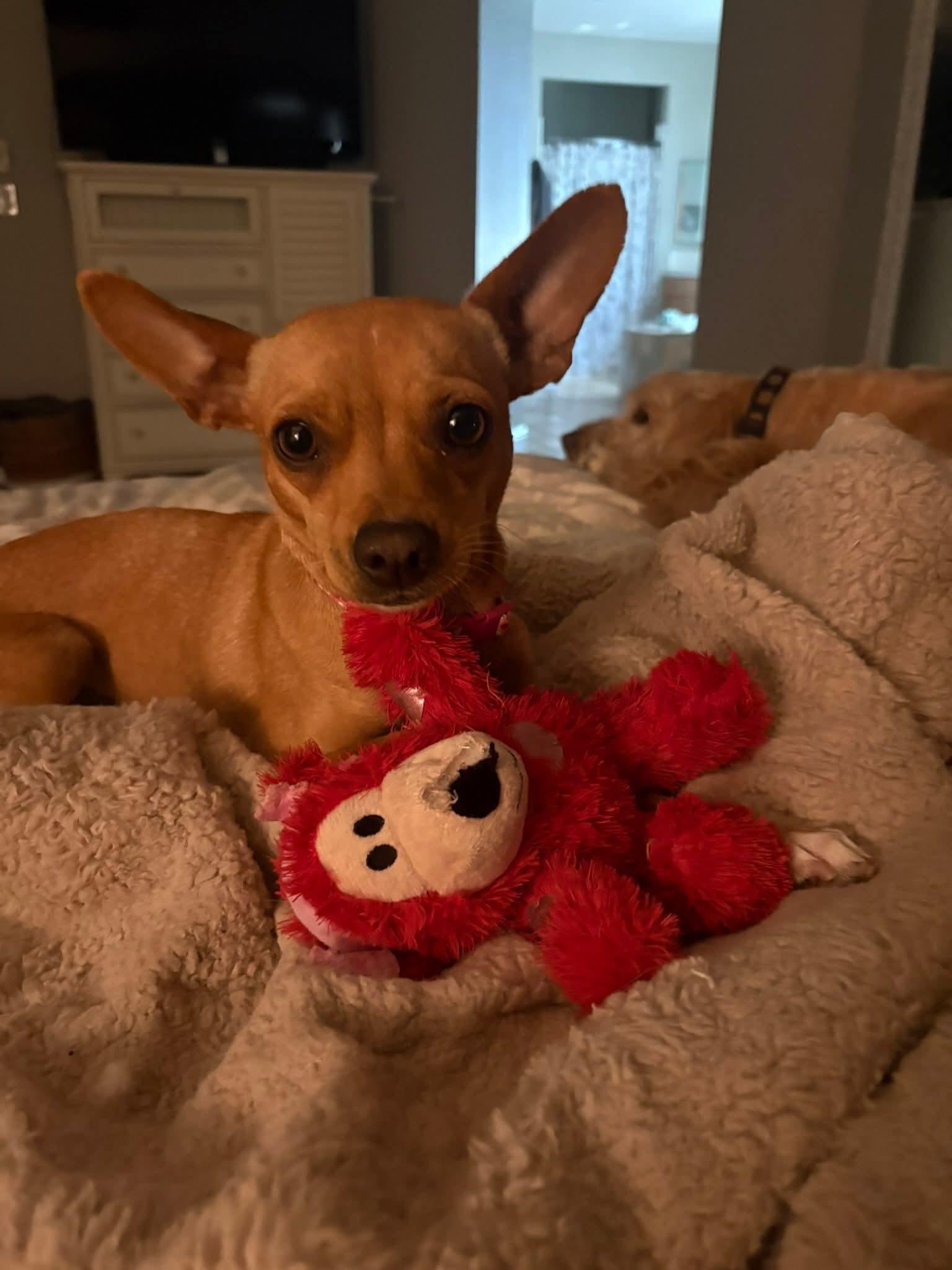 26Twill, an adopted mixed breed in Shingle Springs, CA image 2/4