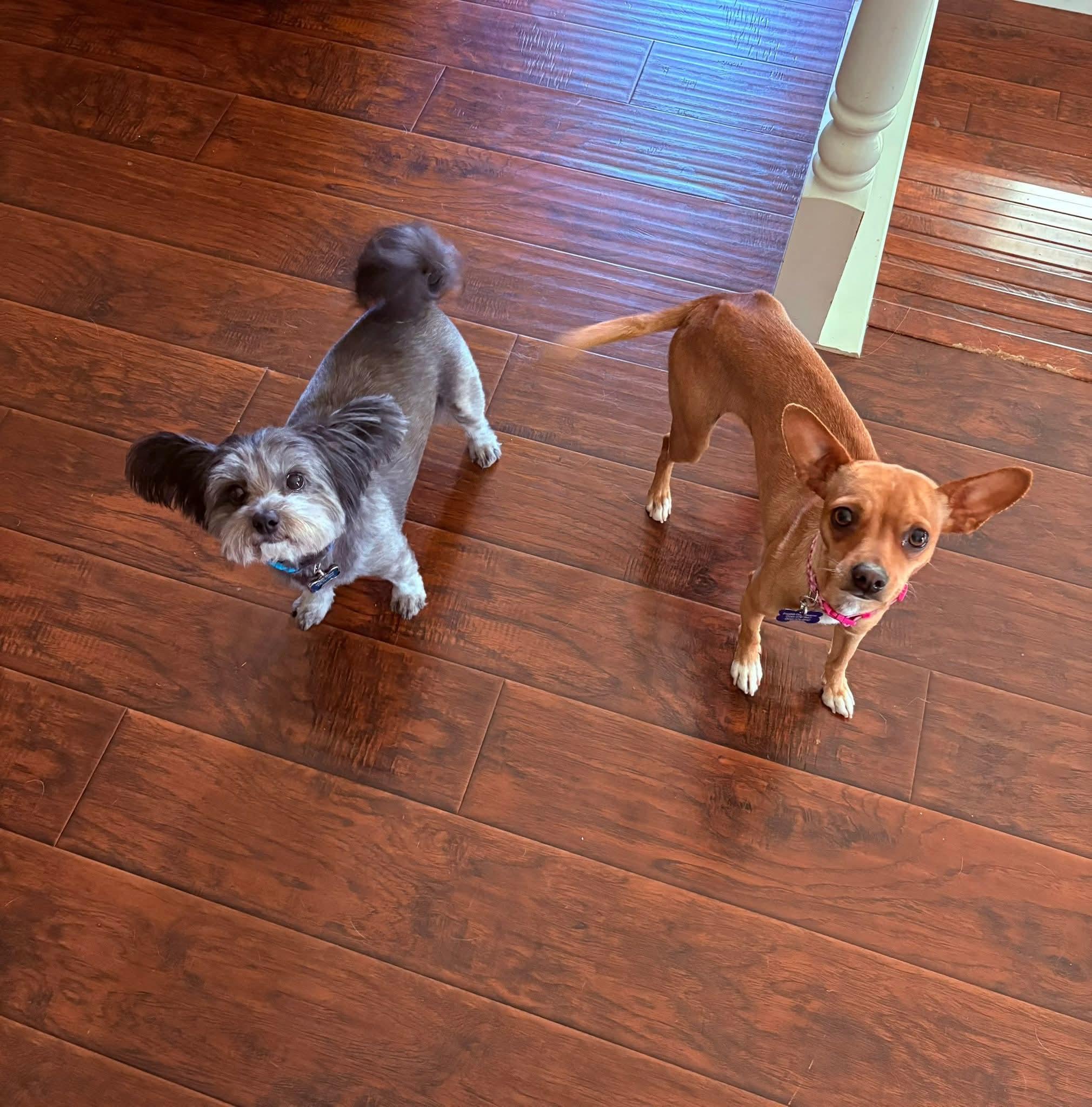 26Twill, an adopted mixed breed in Shingle Springs, CA image 3/4