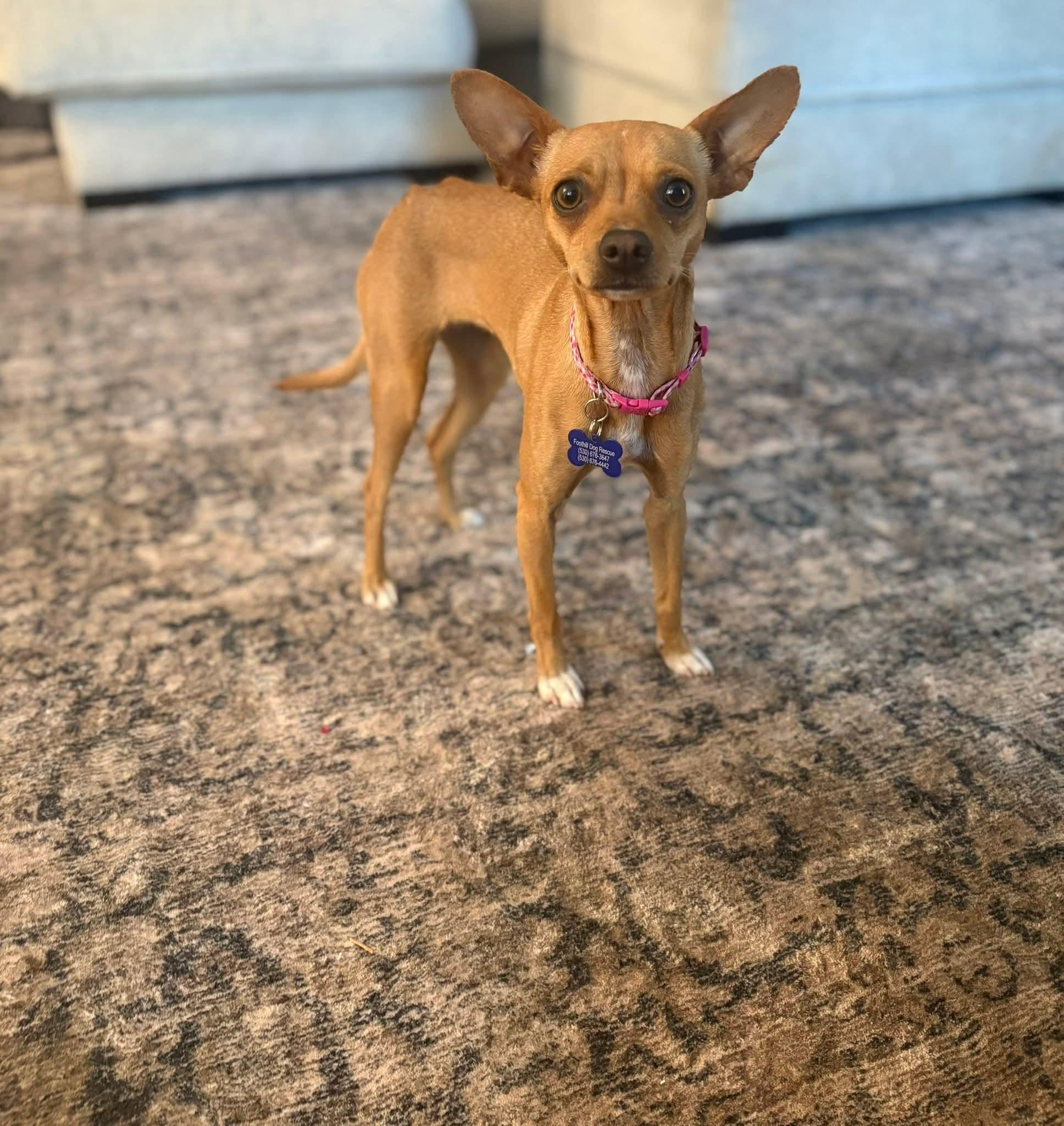 26Twill, an adopted mixed breed in Shingle Springs, CA image 4/4