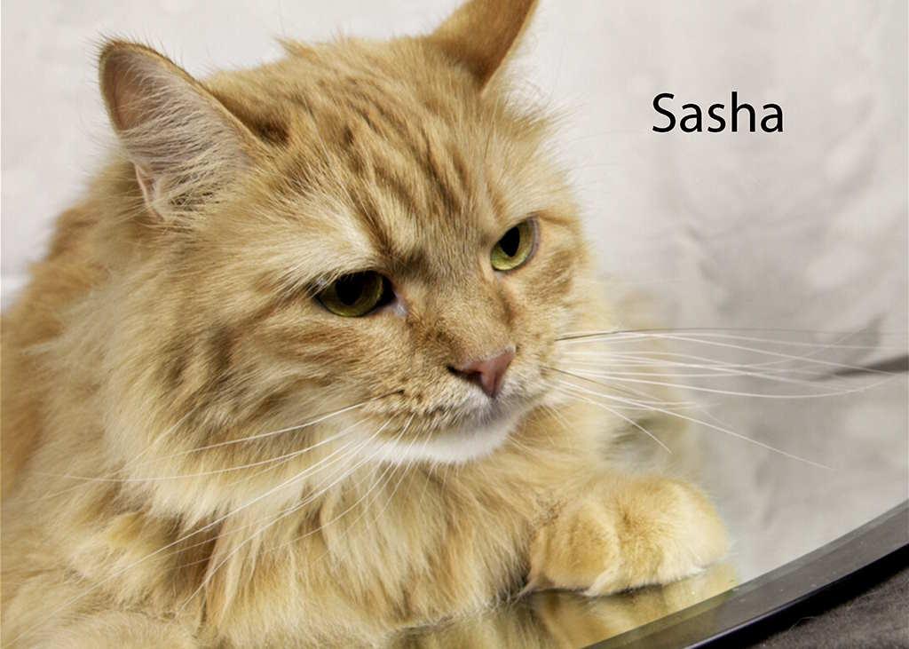 Enlarge Sasha, a Adoptable Tabby in York, NE image 4/5