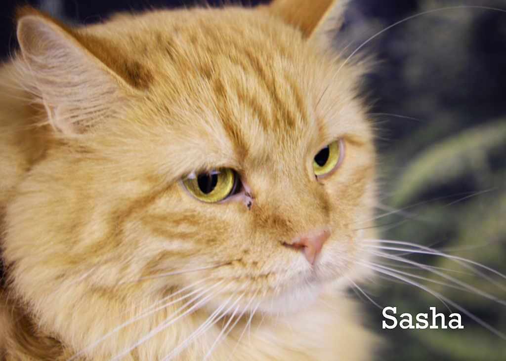 Enlarge Sasha, a Adoptable Tabby in York, NE image 1/5