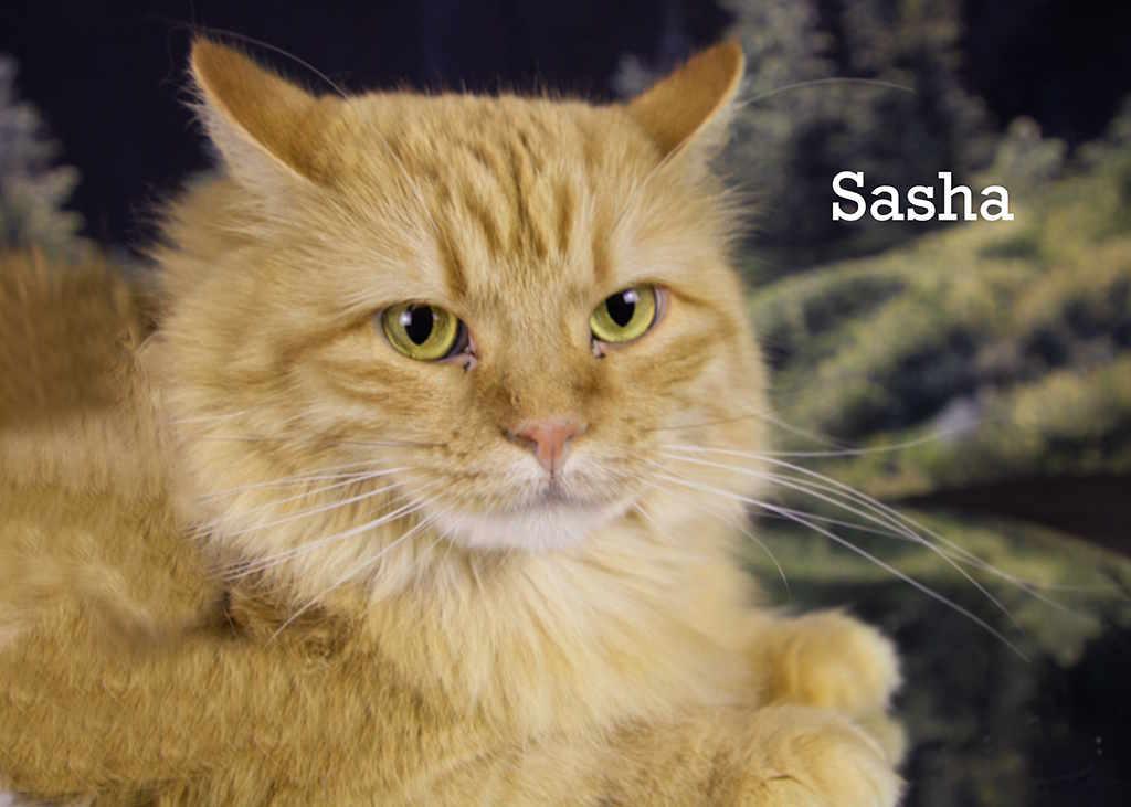 Enlarge Sasha, a Adoptable Tabby in York, NE image 2/5