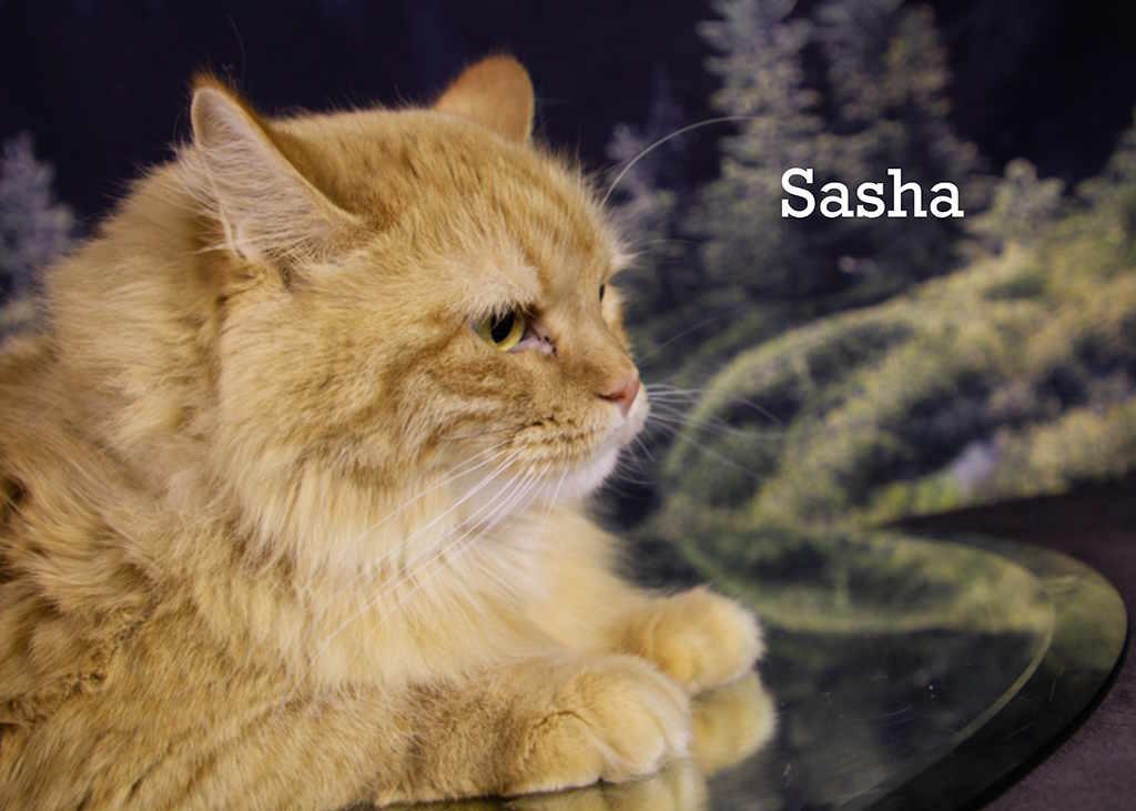 Sasha, an adoptable Tabby in York, NE, 68467 | Photo Image 5