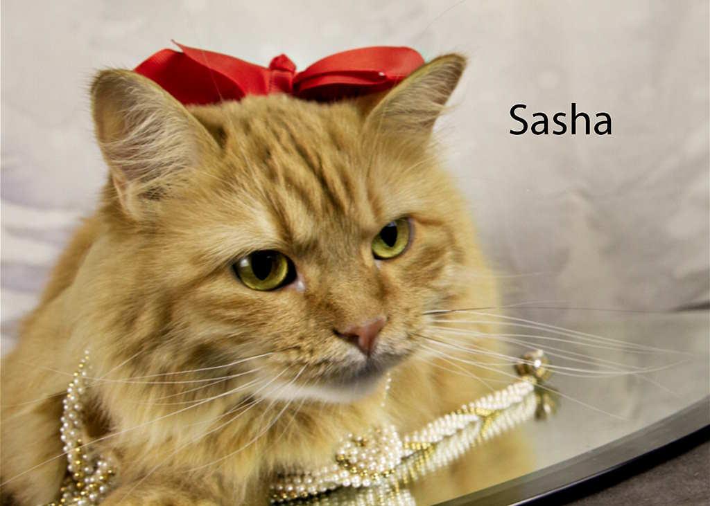 Enlarge Sasha, a Adoptable Tabby in York, NE image 5/5