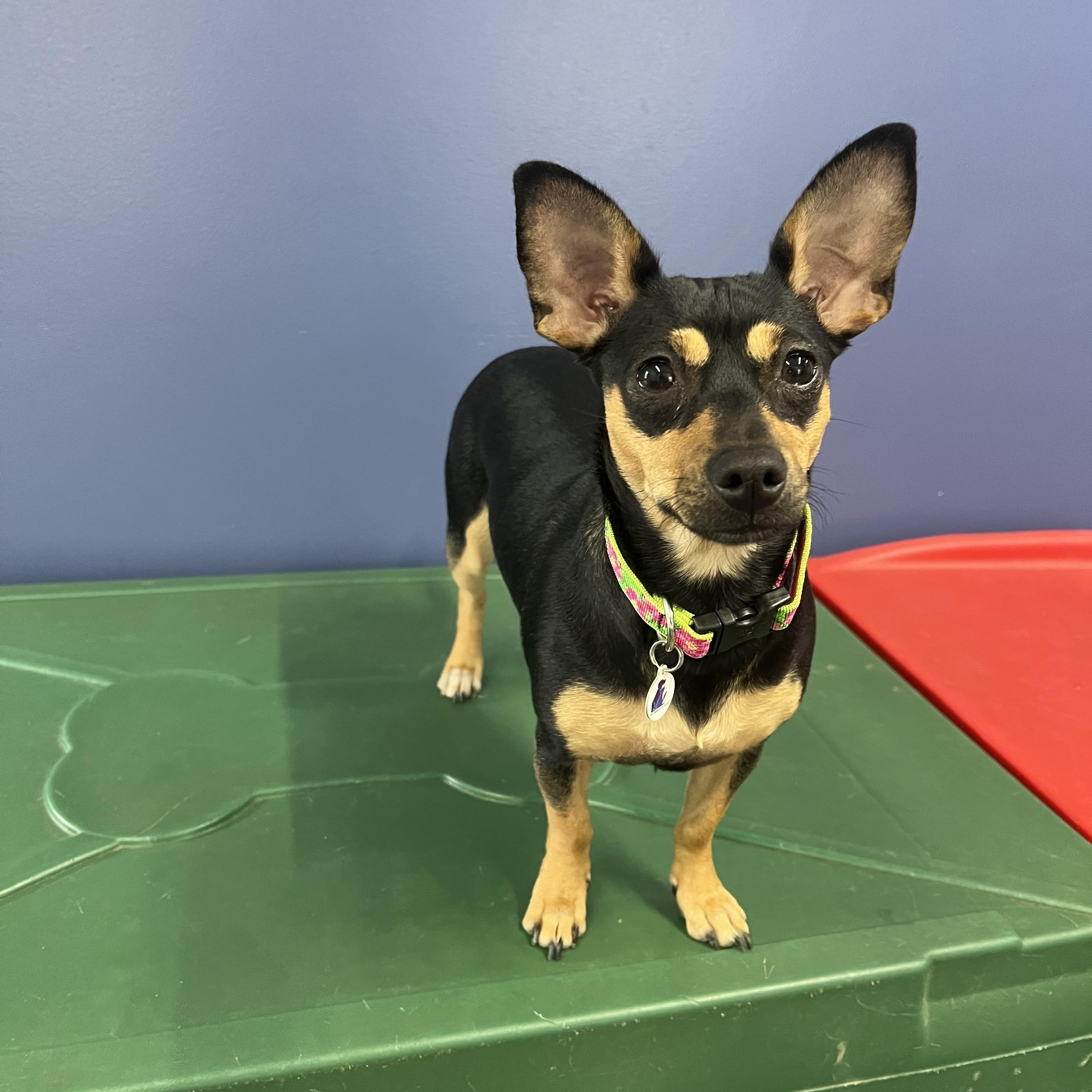 Enlarge Cocoa, a ADOPTABLE Chiweenie in High Ridge, MO image 1/3