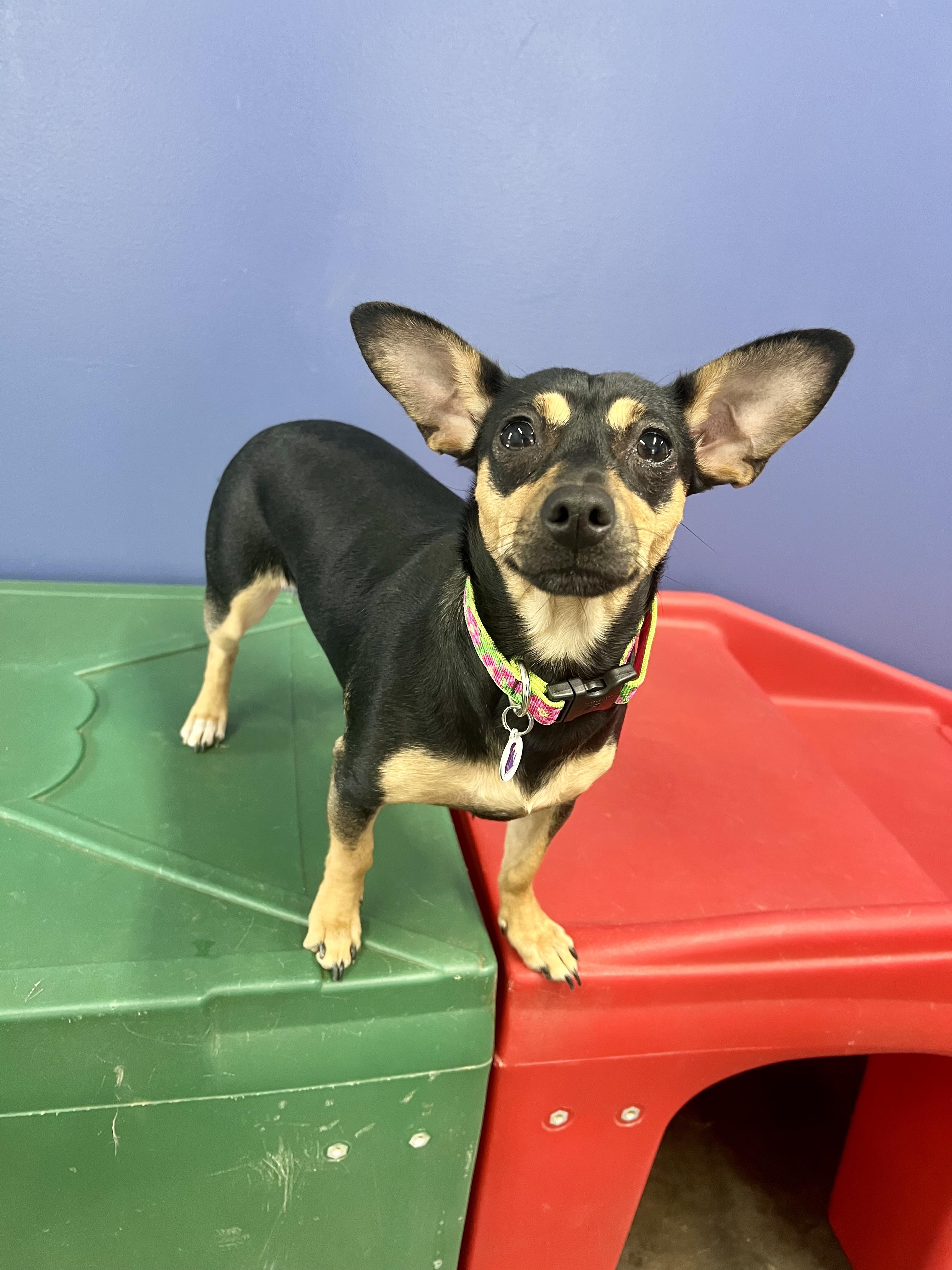 Enlarge Cocoa, a ADOPTABLE Chiweenie in High Ridge, MO image 3/3