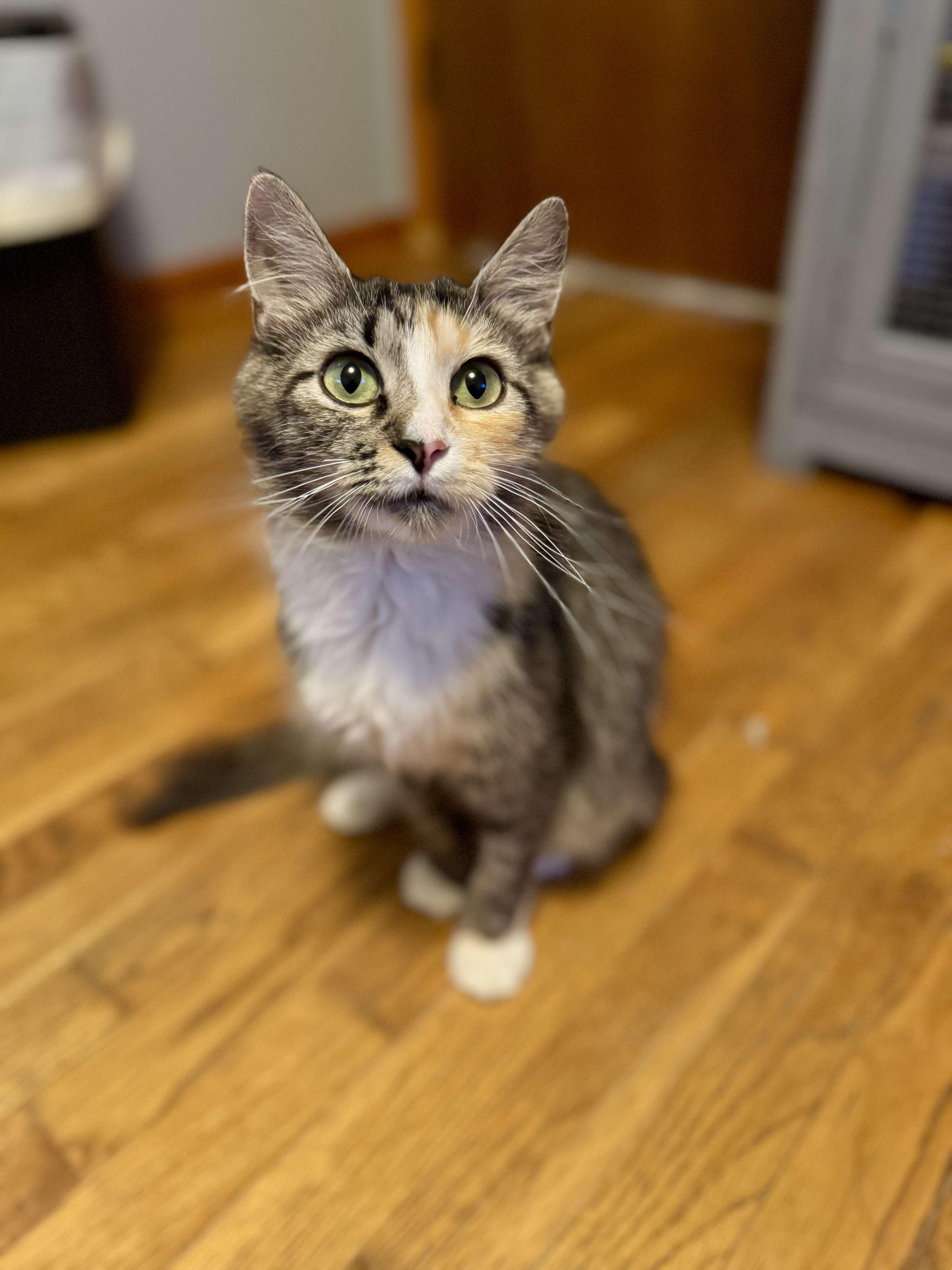 Shelby, Adoptable, Adult Female Domestic Medium Hair.
