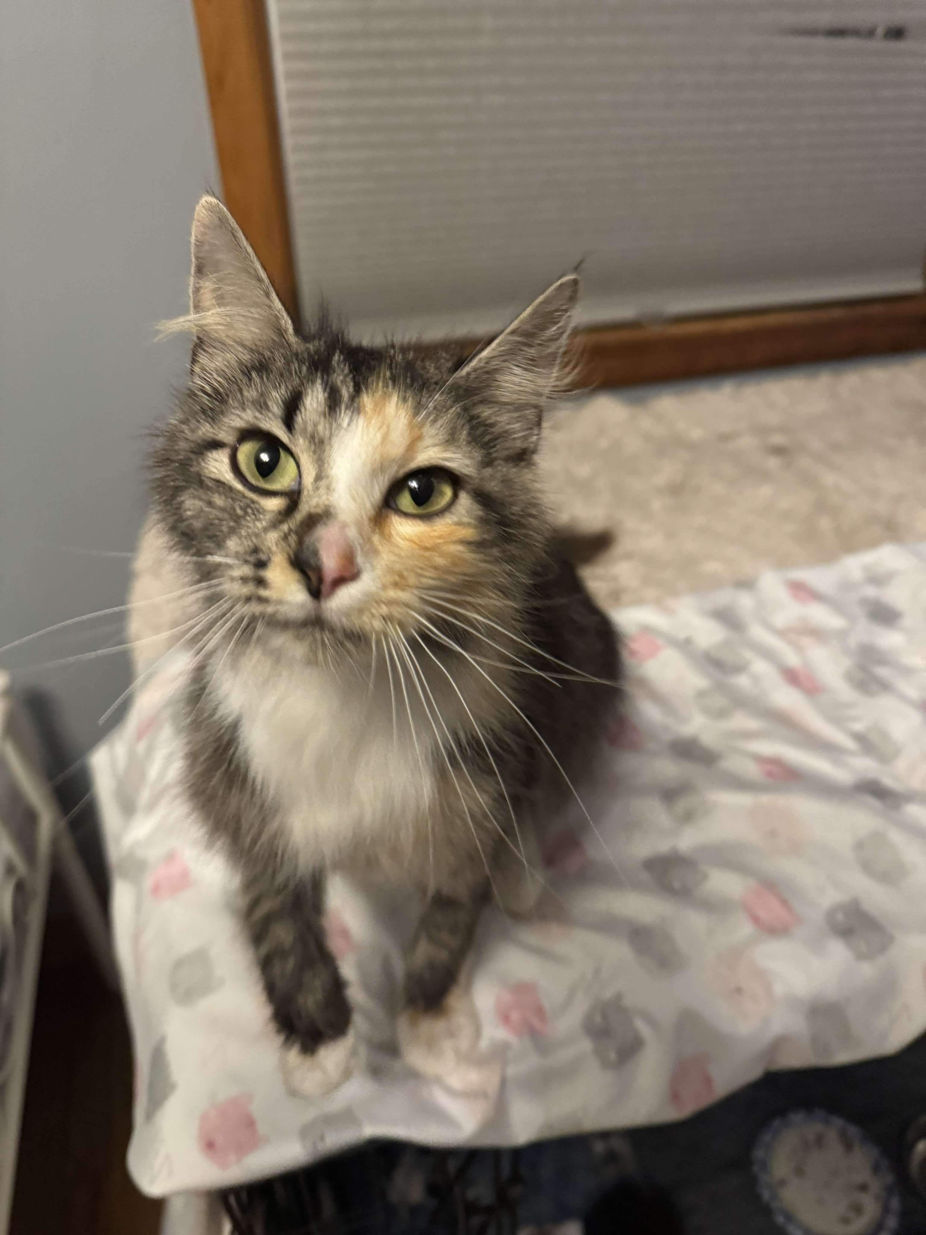 Enlarge Shelby, a Adoptable Domestic Medium Hair in Leesburg, VA image 3/5