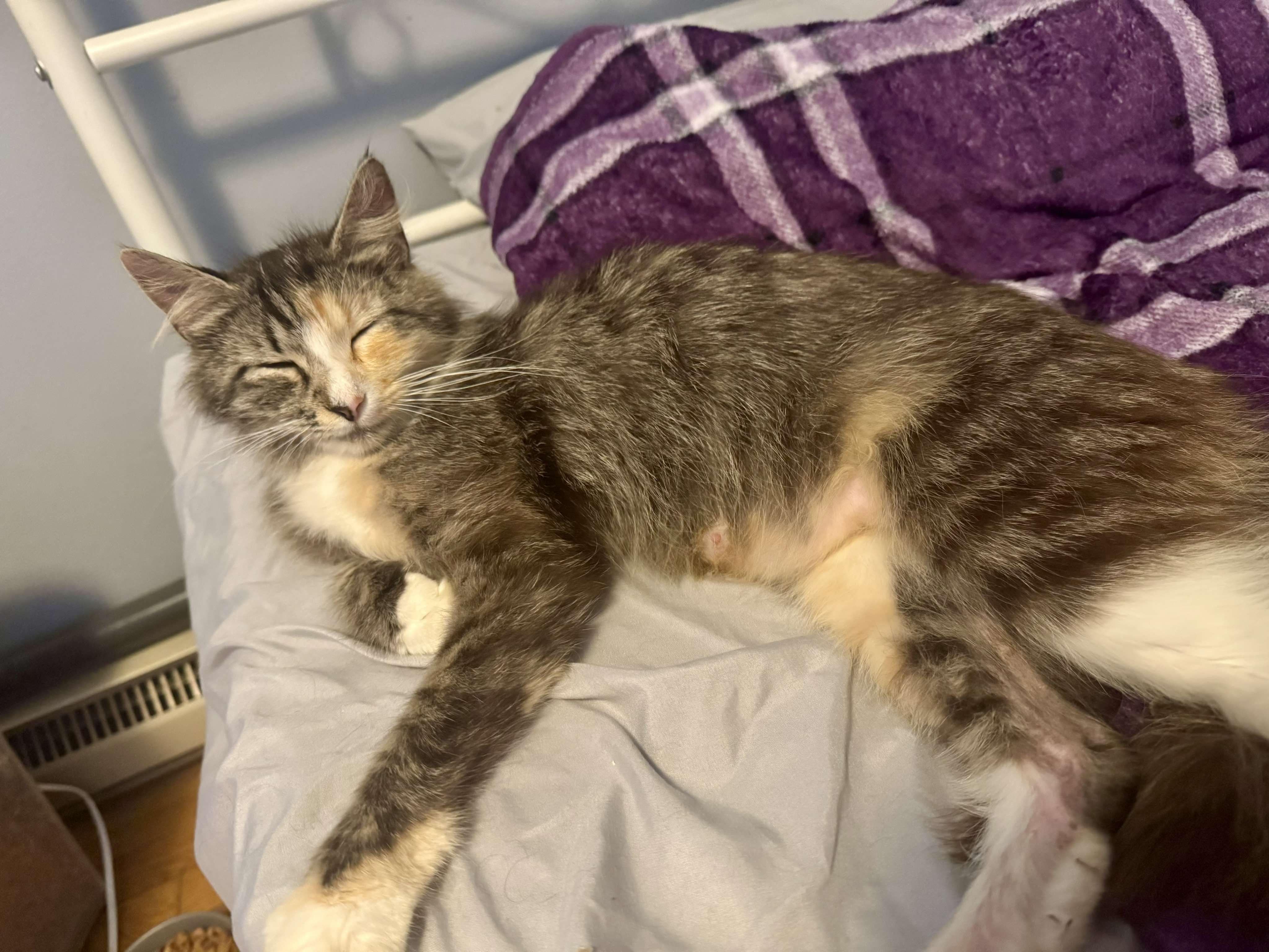 Enlarge Shelby, a Adoptable Domestic Medium Hair in Leesburg, VA image 5/5