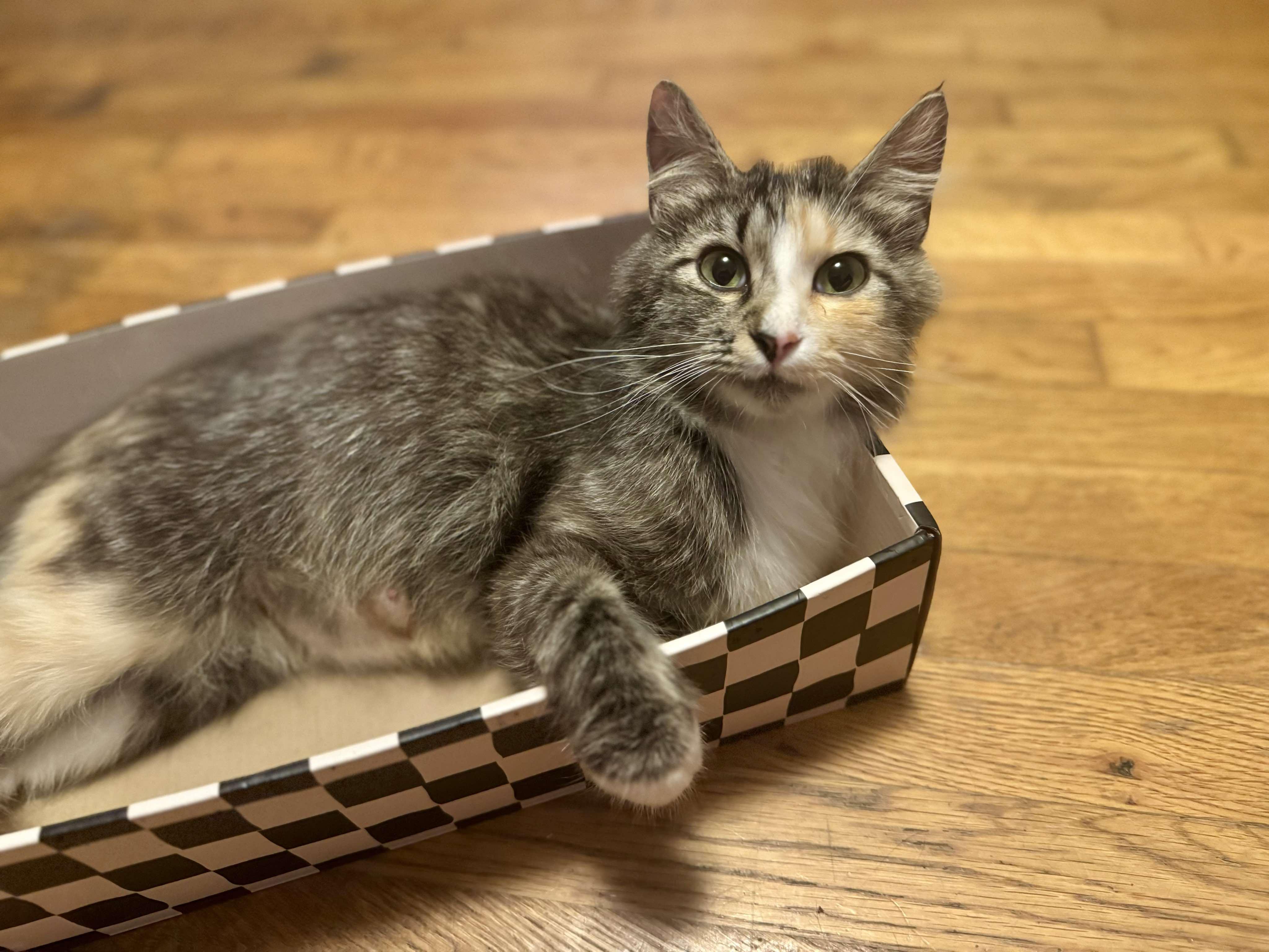 Enlarge Shelby, a Adoptable Domestic Medium Hair in Leesburg, VA image 4/5