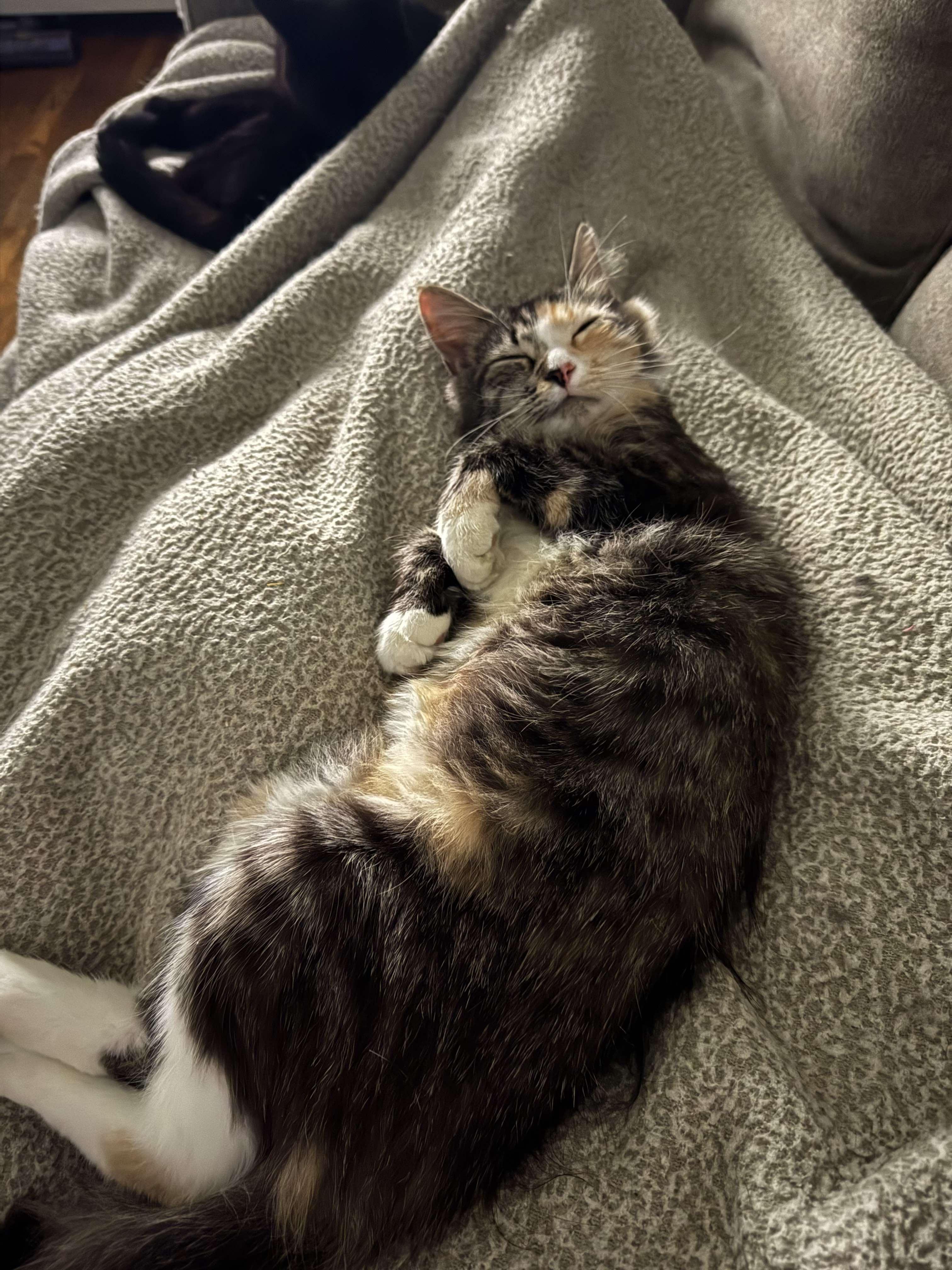 Enlarge Shelby, a Adoptable Domestic Medium Hair in Leesburg, VA image 2/5