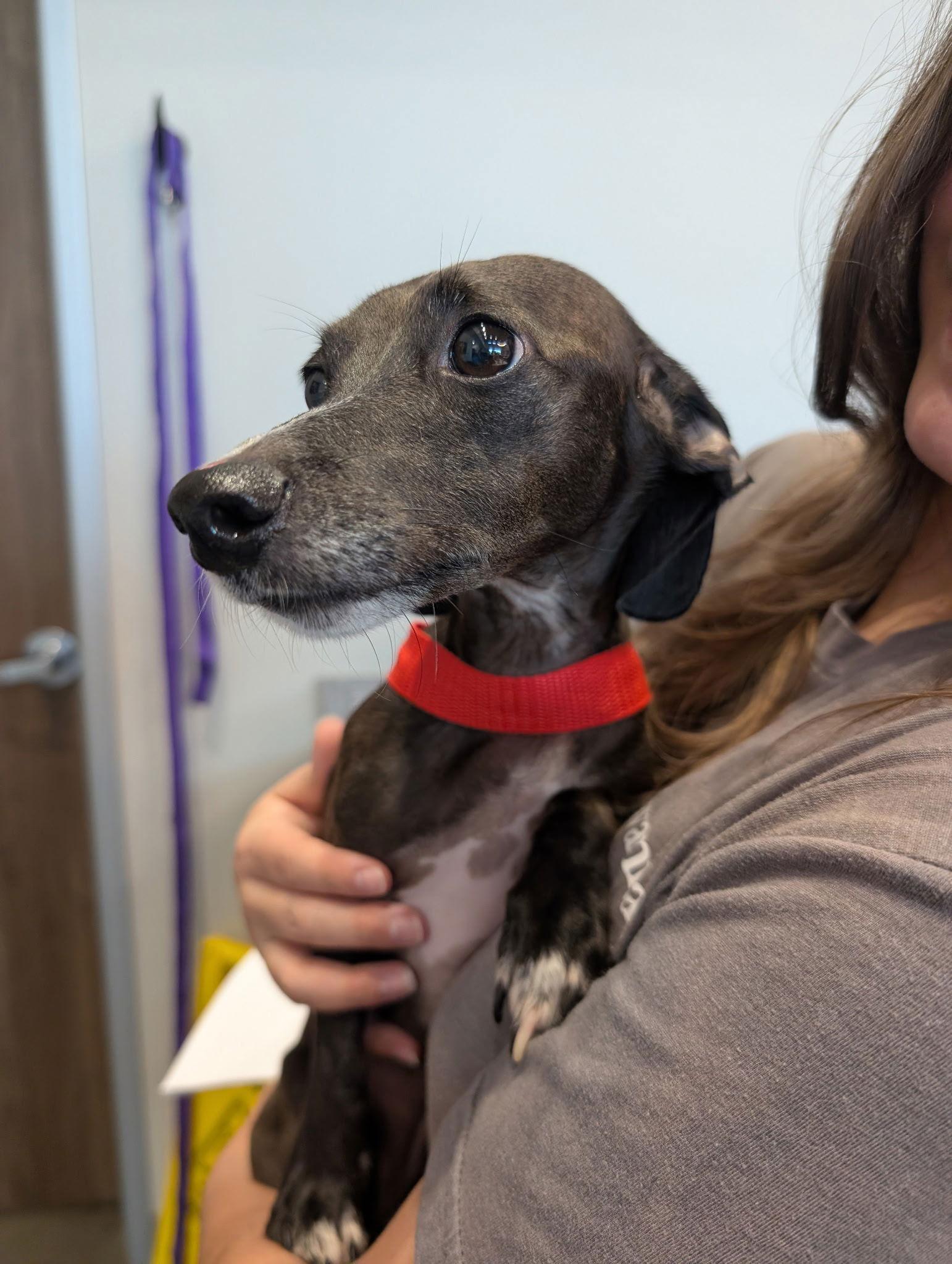 Diamond Sparkle, a Adopted Dachshund in Austin, TX image 1/3