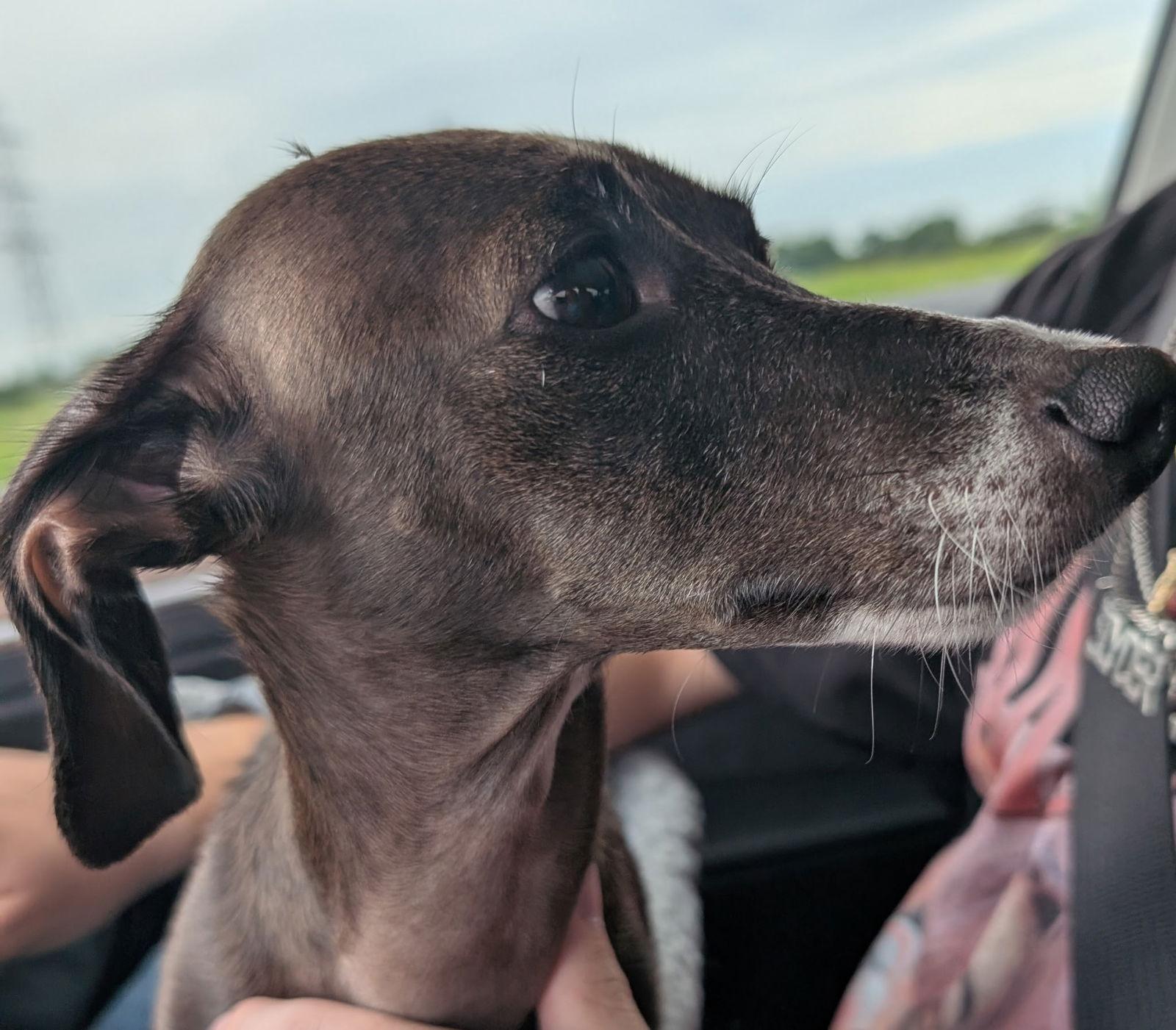 Diamond Sparkle, a Adopted Dachshund in Austin, TX image 2/3