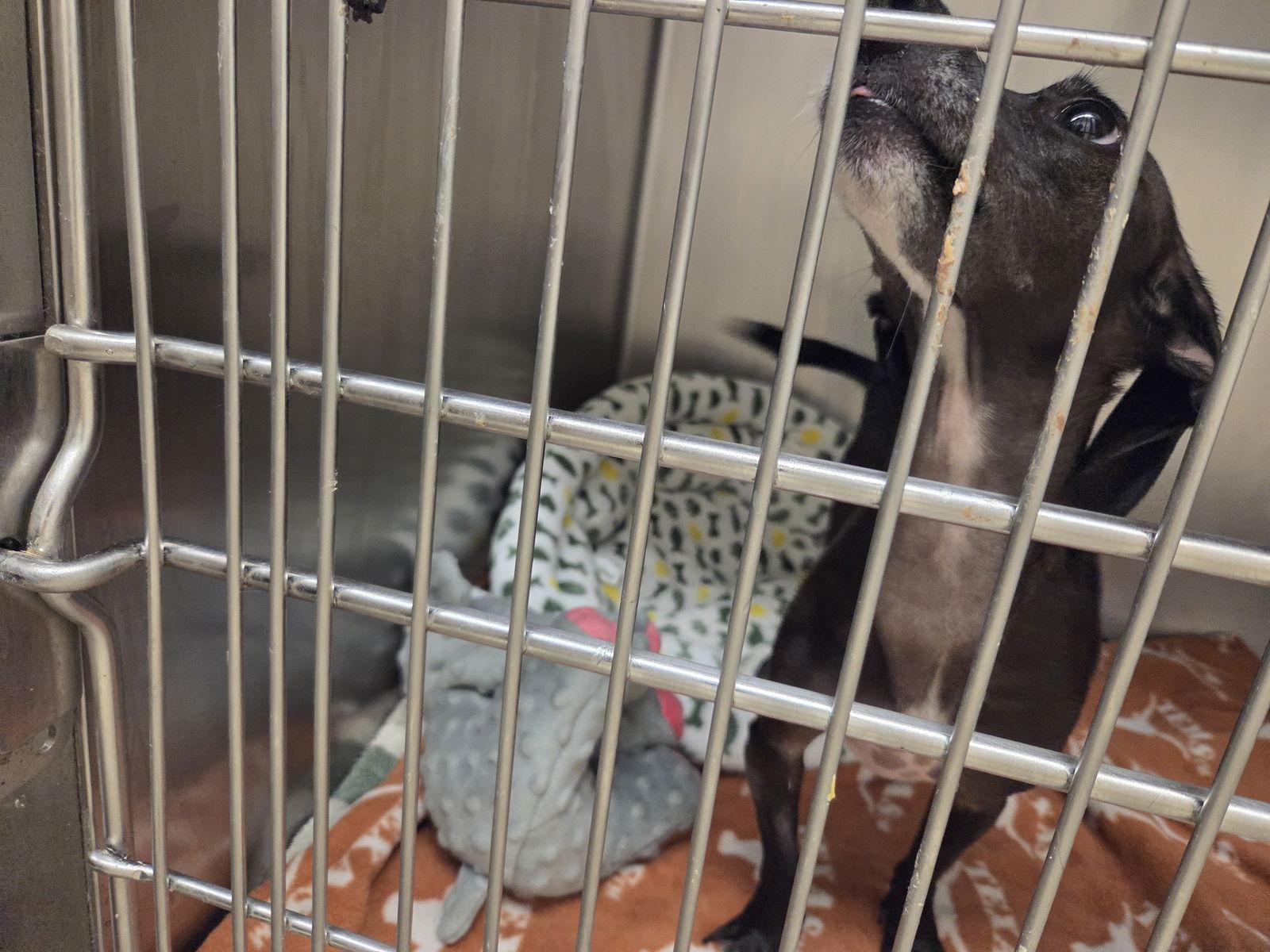 Diamond Sparkle, a Adopted Dachshund in Austin, TX image 3/3