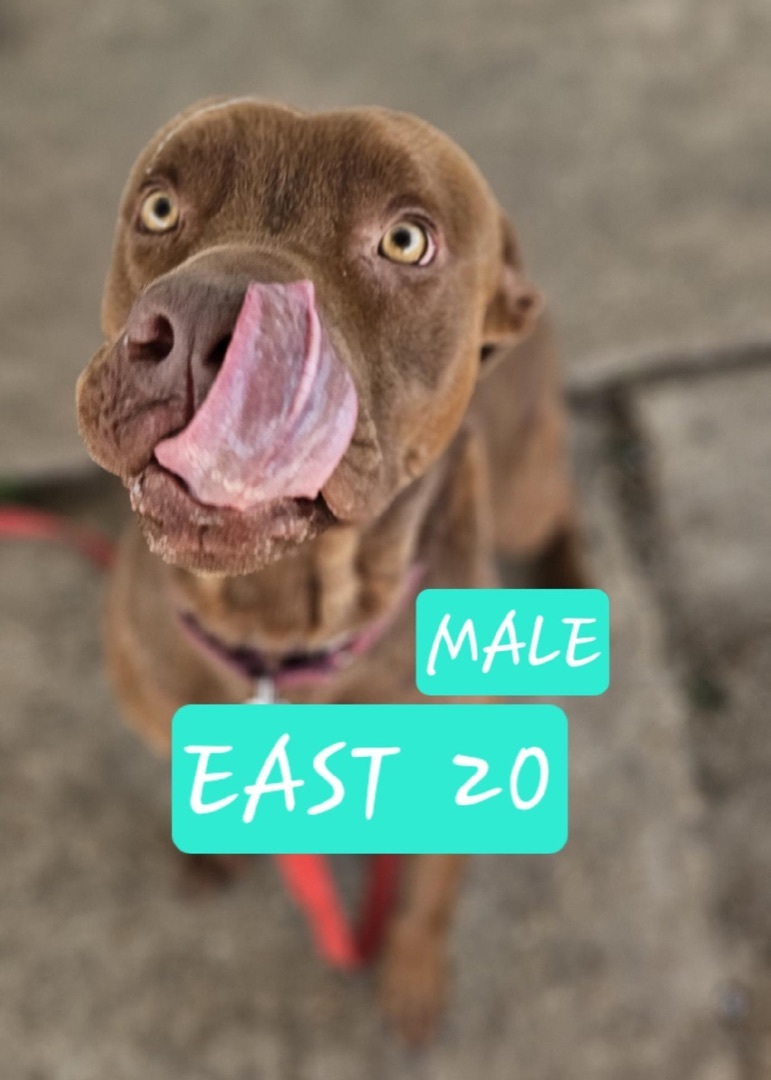E20, Adult Male unknown